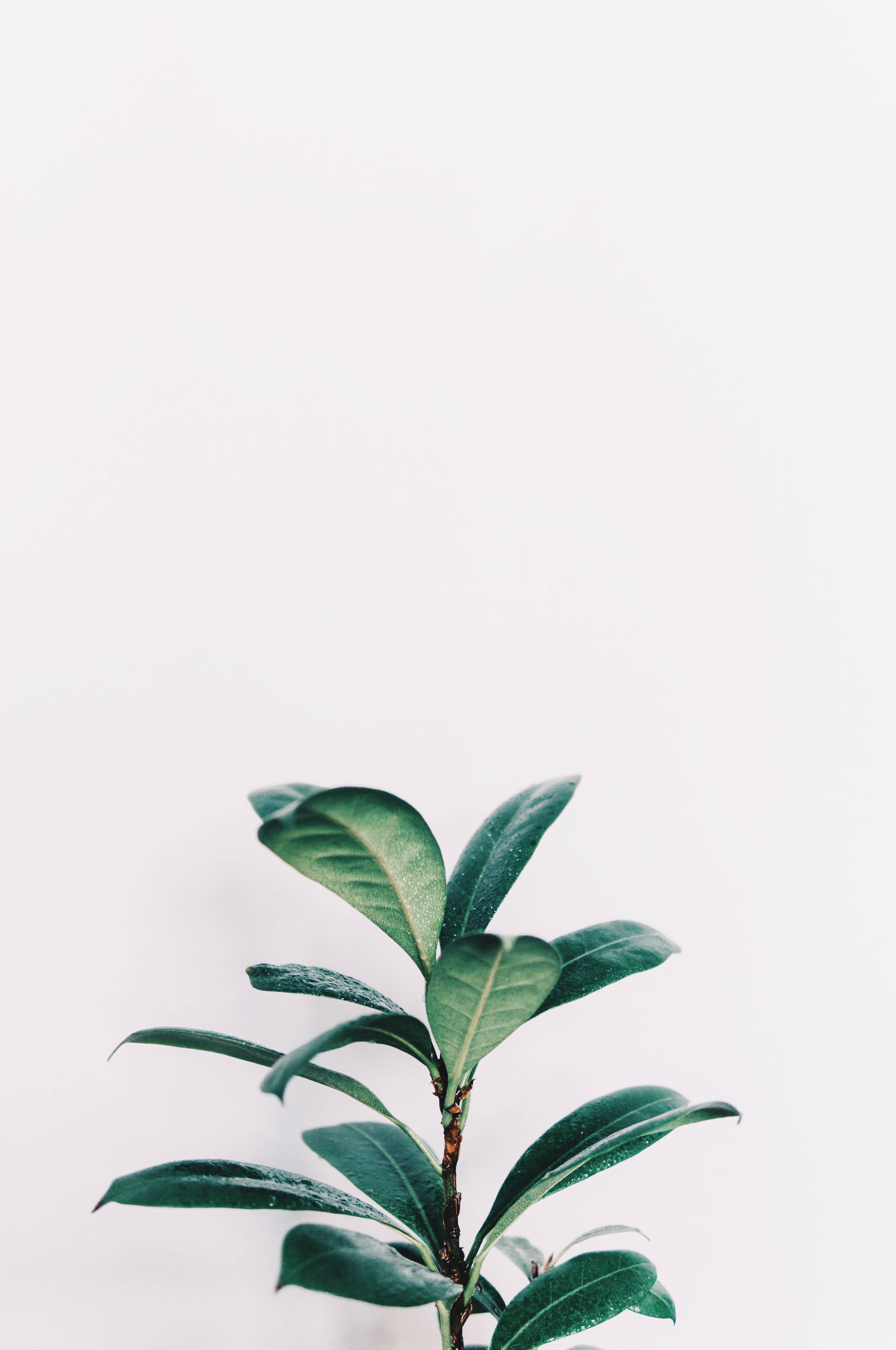 Plant 桌布 壁紙 — 一棵綠色葉子植物在簡約白色背景上向上發芽，帶有柔和陰影。