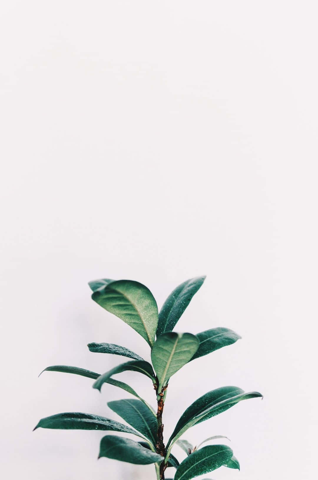 Plant 桌布 壁紙 — 一棵綠色葉子植物在純白背景上向上發芽，帶有柔和陰影。