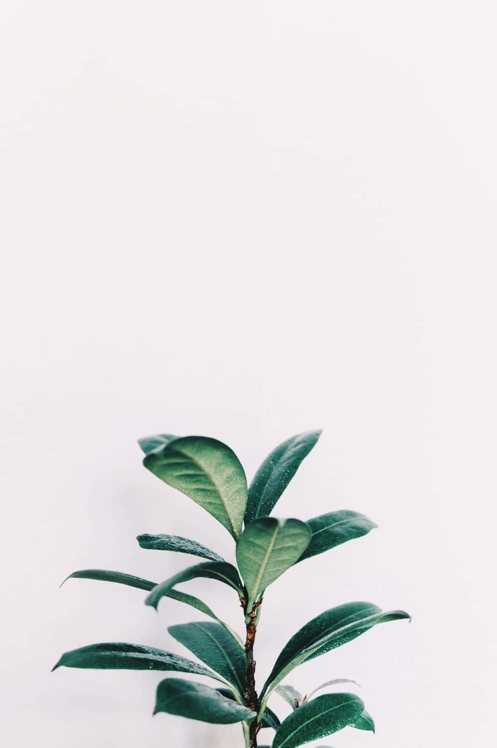 白色美學動圖 桌布 壁紙 — 一棵綠色葉子植物在純白背景上向上發芽，帶有柔和陰影。
