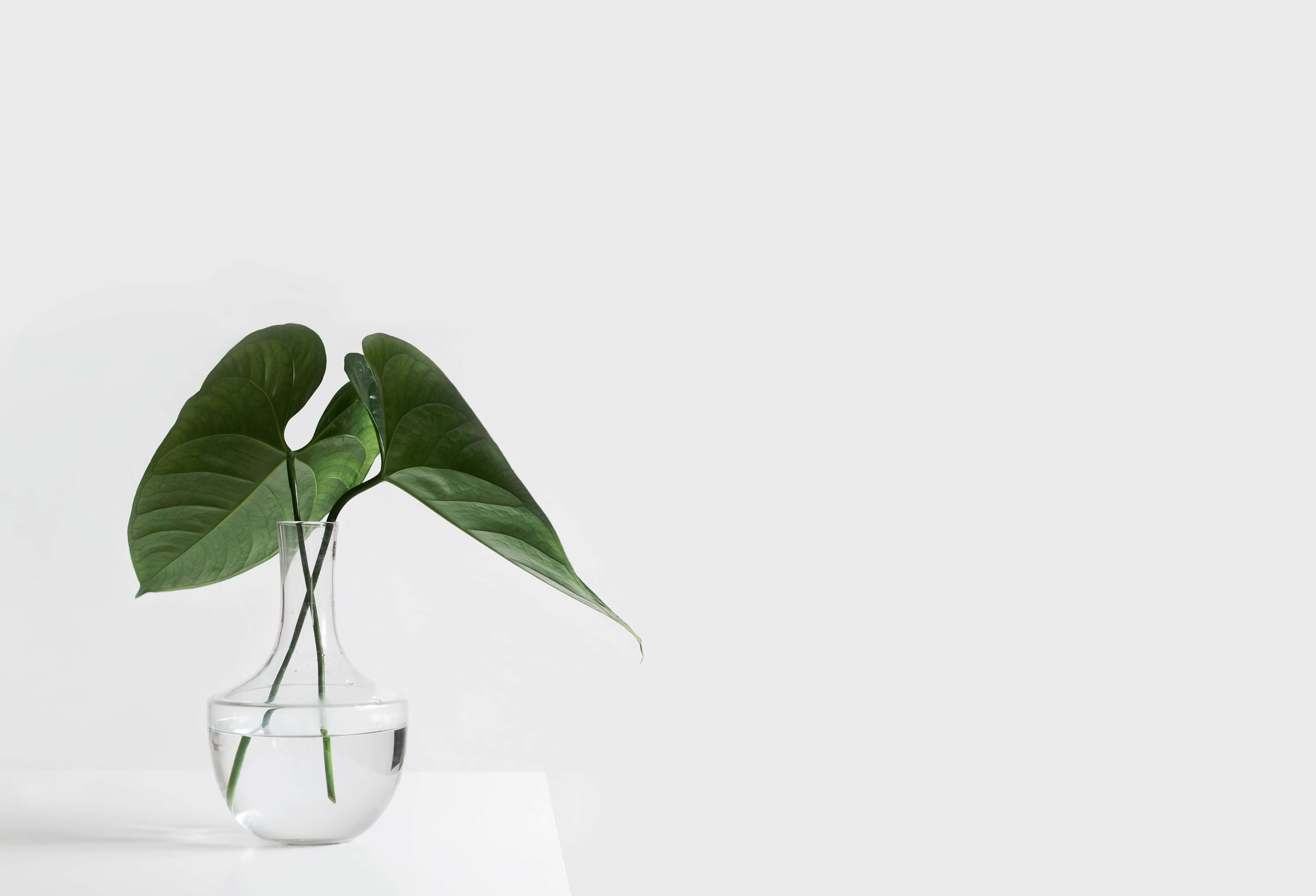 Plant Aesthetic 桌布 壁紙 — 一棵綠色葉子植物放在透明玻璃花瓶裡，置於白色表面上，背景為簡約白色。