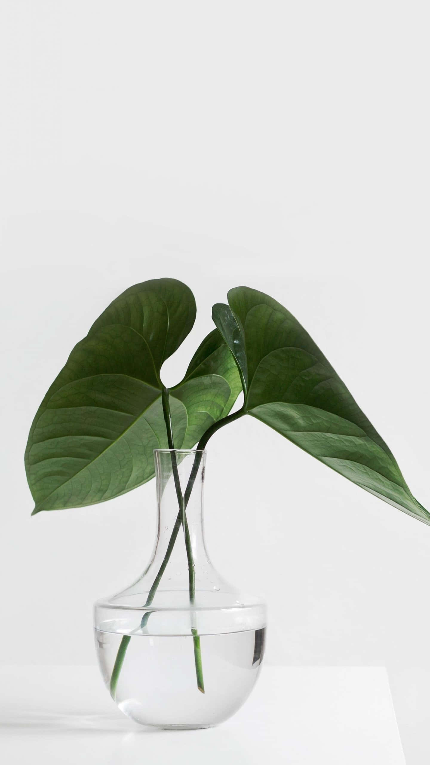 桌布 壁紙 — 一棵綠色龜背竹植物，葉片寬大，優雅地展示在一個裝滿水的透明玻璃花瓶內，背景為簡約白色。