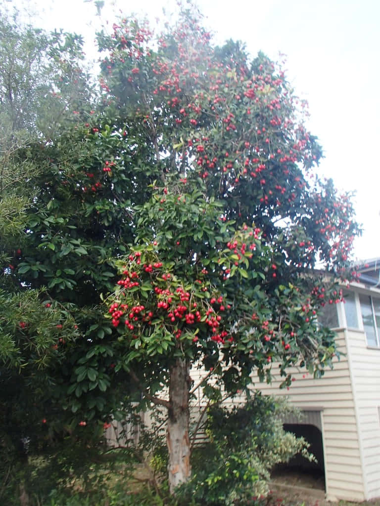 Fruit 桌布 壁紙 — 一棵茂密的樹上掛滿鮮紅色漿果，矗立在一間米色房屋前，天空多雲。
