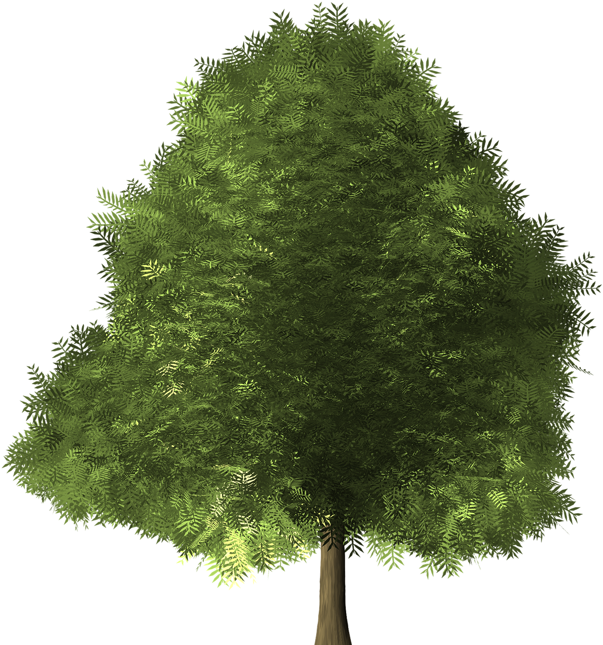 Tree Leaves 桌布 壁紙 — 一棵茂密的綠色樹木，枝葉繁茂，孤立地矗立在純黑色背景前。