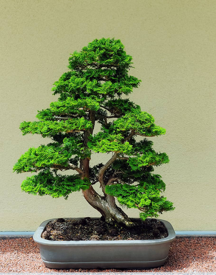 Plant 桌布 壁紙 — 一棵茂密的綠色盆景樹，樹幹彎曲，放在灰色花盆中，背景是純色米色牆壁。
