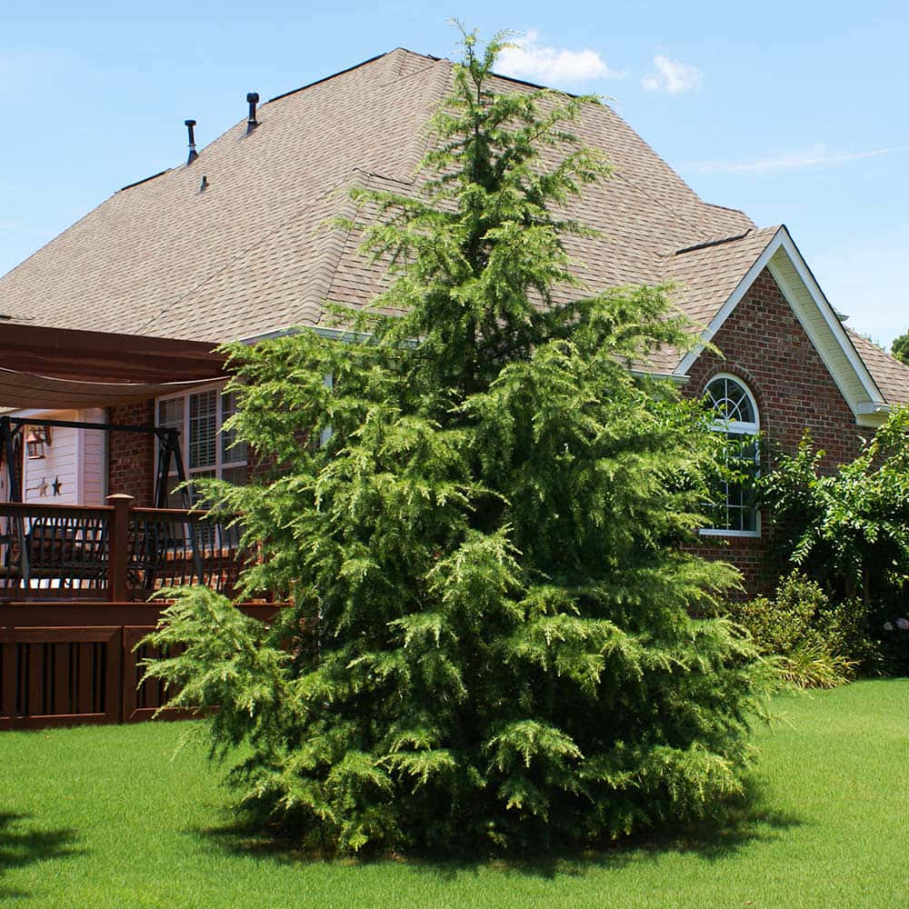 Evergreen Trees 桌布 壁紙 — 一棵茂密的綠色針葉樹聳立在修剪整齊的草坪上，前面是一棟磚房，帶有木質甲板，在晴朗的藍天下。
