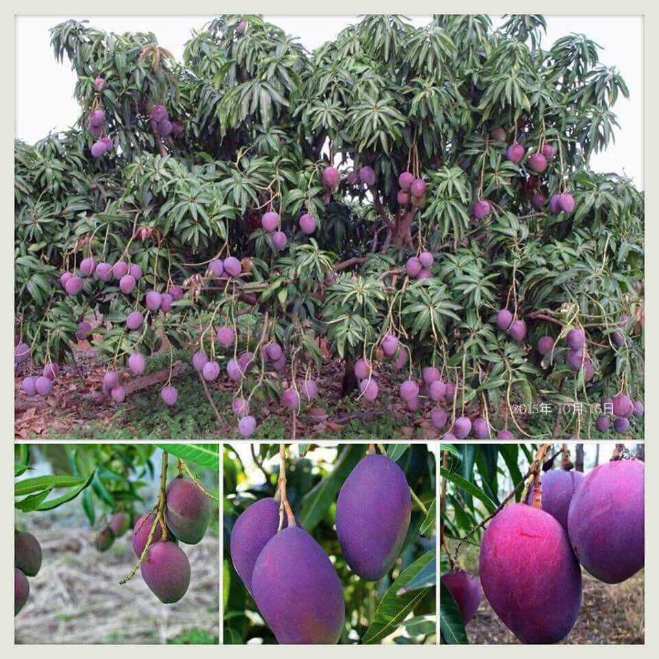 Blue Mango 桌布 壁紙 — 一棵茂密的芒果樹，掛滿成熟的紫色果實，點綴在鮮綠的葉子之間。