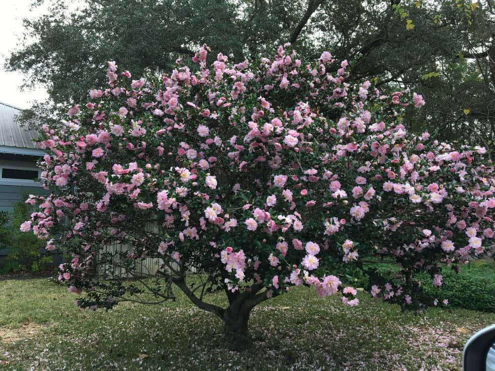 Camellia Sasanqua 桌布 壁紙 — 一棵茂盛的山茶樹在綠色樹葉和灰色房屋的背景下綻放出精緻的粉紅色花朵。