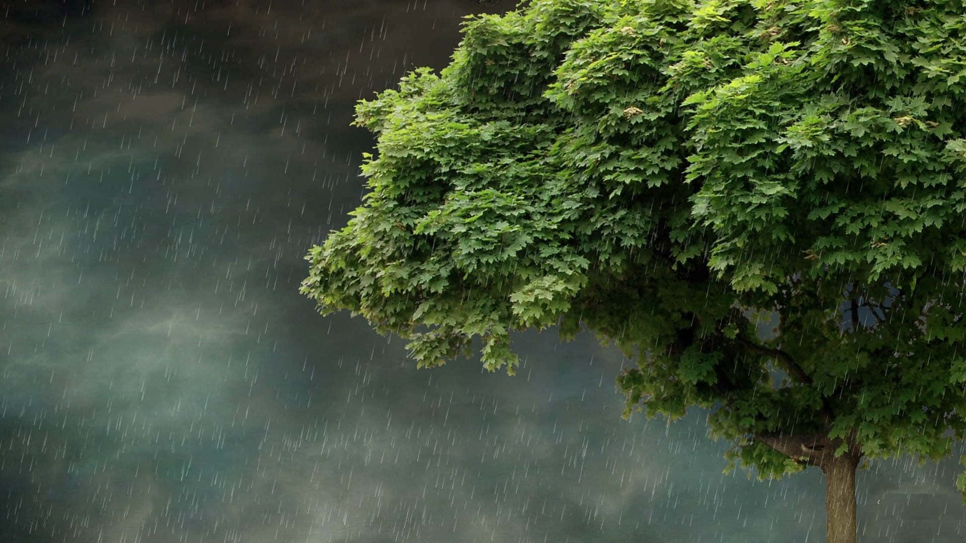 Raining 桌布 壁紙 — 一棵茂盛的綠樹在黑暗的暴風雨天空下堅韌地挺立，雨水在它茂密的樹葉周圍傾盆而下。