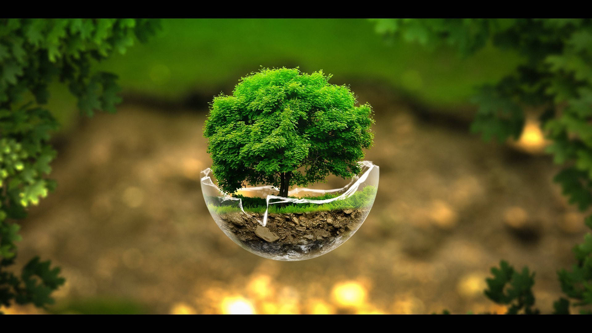 攝影 桌布 壁紙 — 一棵茂盛的綠樹生長在懸浮於陽光普照的森林中的破裂玻璃球體內。