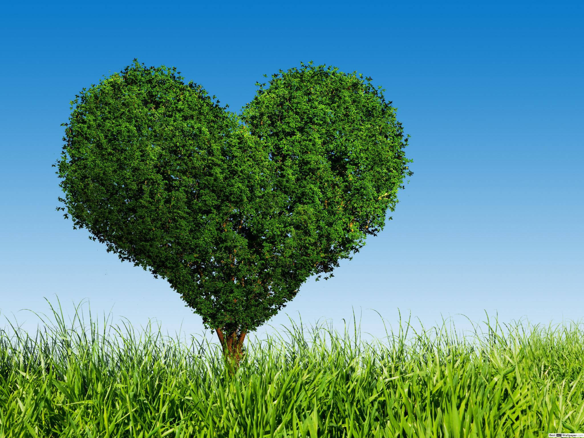 Green Heart 桌布 壁紙 — 一棵茂盛的綠色心形樹在晴朗的藍天下高高矗立在充滿活力的草地上。