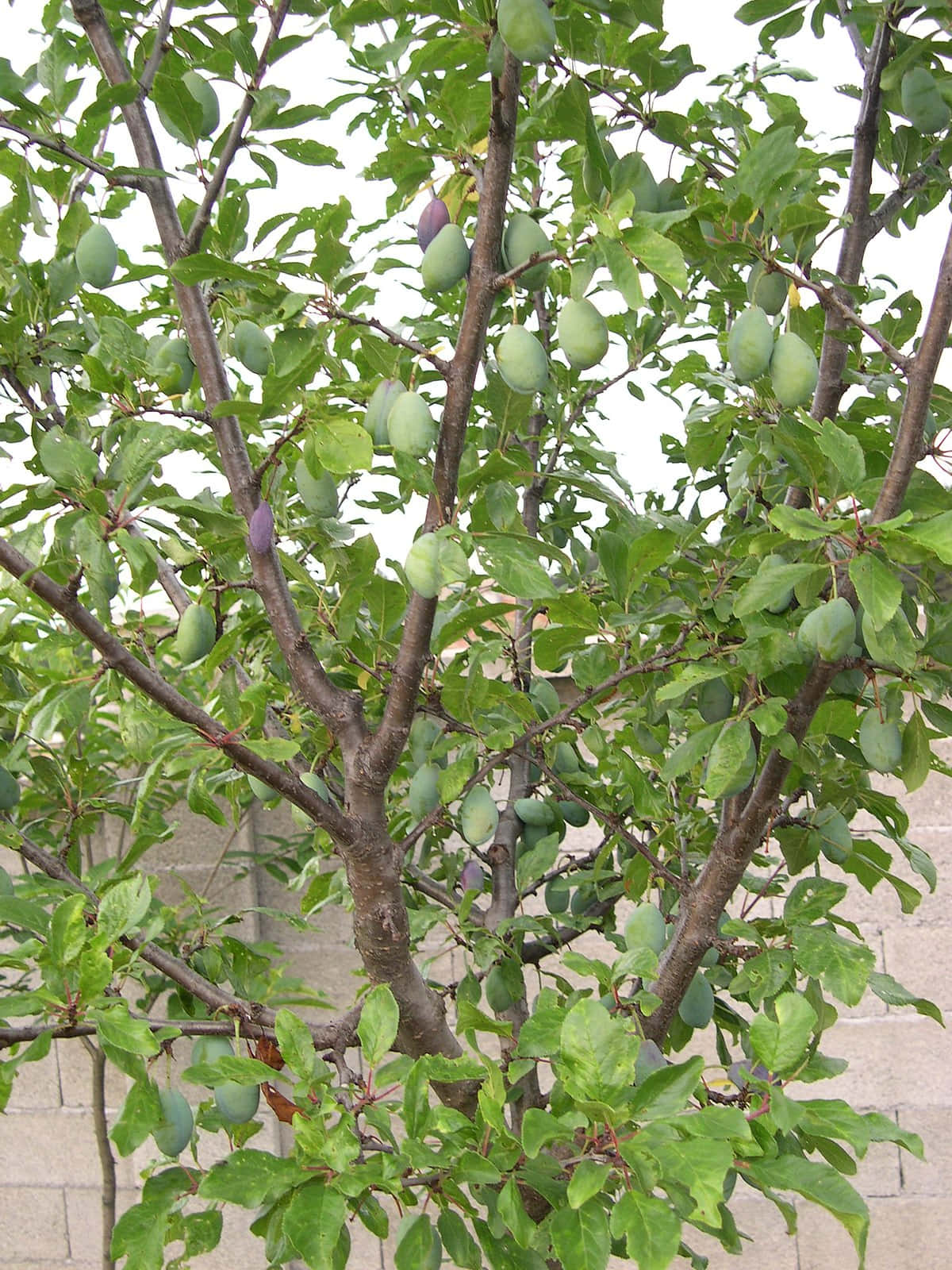Fruit 桌布 壁紙 — 一棵茂盛的綠色李樹，掛滿未成熟的綠色果實和鮮豔的葉子，襯著淺色磚牆。
