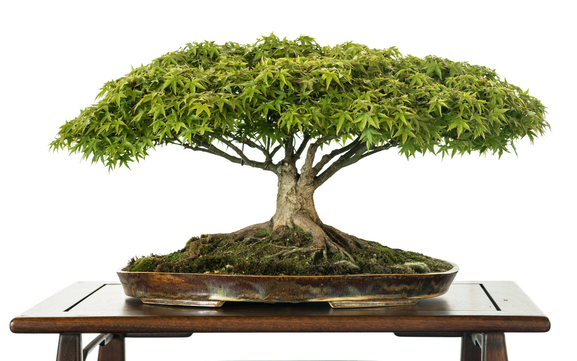 Plant 桌布 壁紙 — 一棵茂盛的綠色楓樹盆景，根系複雜，放在深色木桌上的質樸陶瓷盆中，背景是純白色。