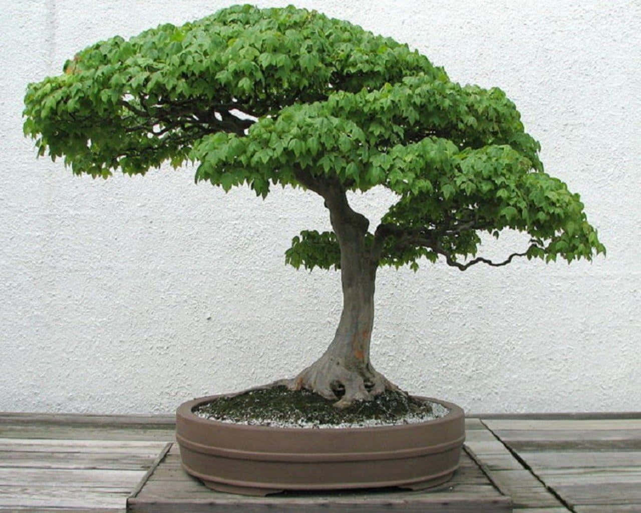 Bonsai Tree 桌布 壁紙 — 一棵茂盛的綠色楓樹盆景，樹幹彎曲多節，放在白色牆壁前的木甲板上的一個棕色花盆裡。