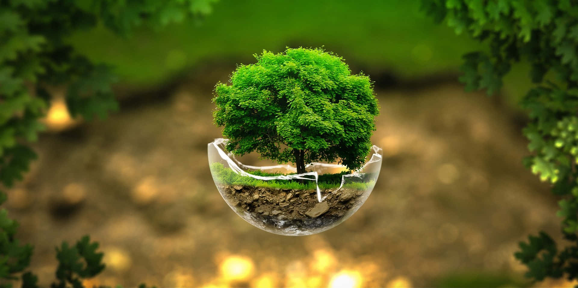 自然 桌布 壁紙 — 一棵茂盛的綠色樹木生長在一個破裂的玻璃球體中，懸掛在陽光明媚的森林裡。