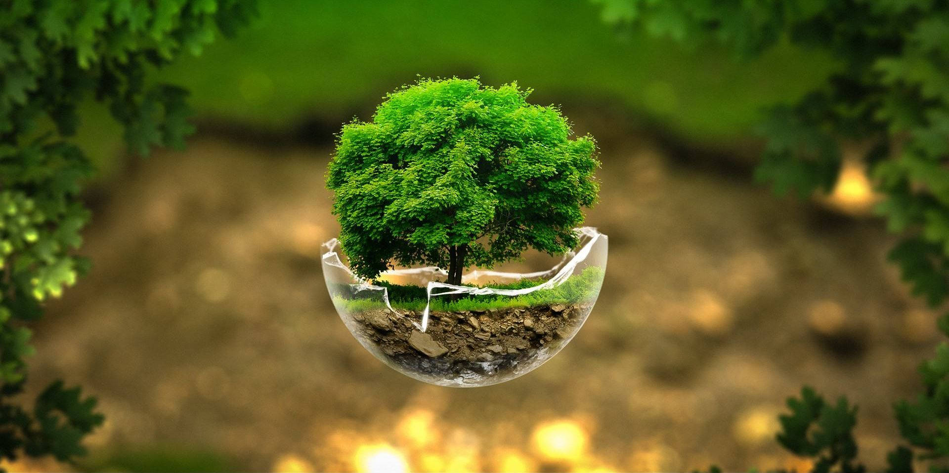 Earth Day 桌布 壁紙 — 一棵茂盛的綠色樹木生長在懸浮於模糊自然環境中的透明玻璃球內。