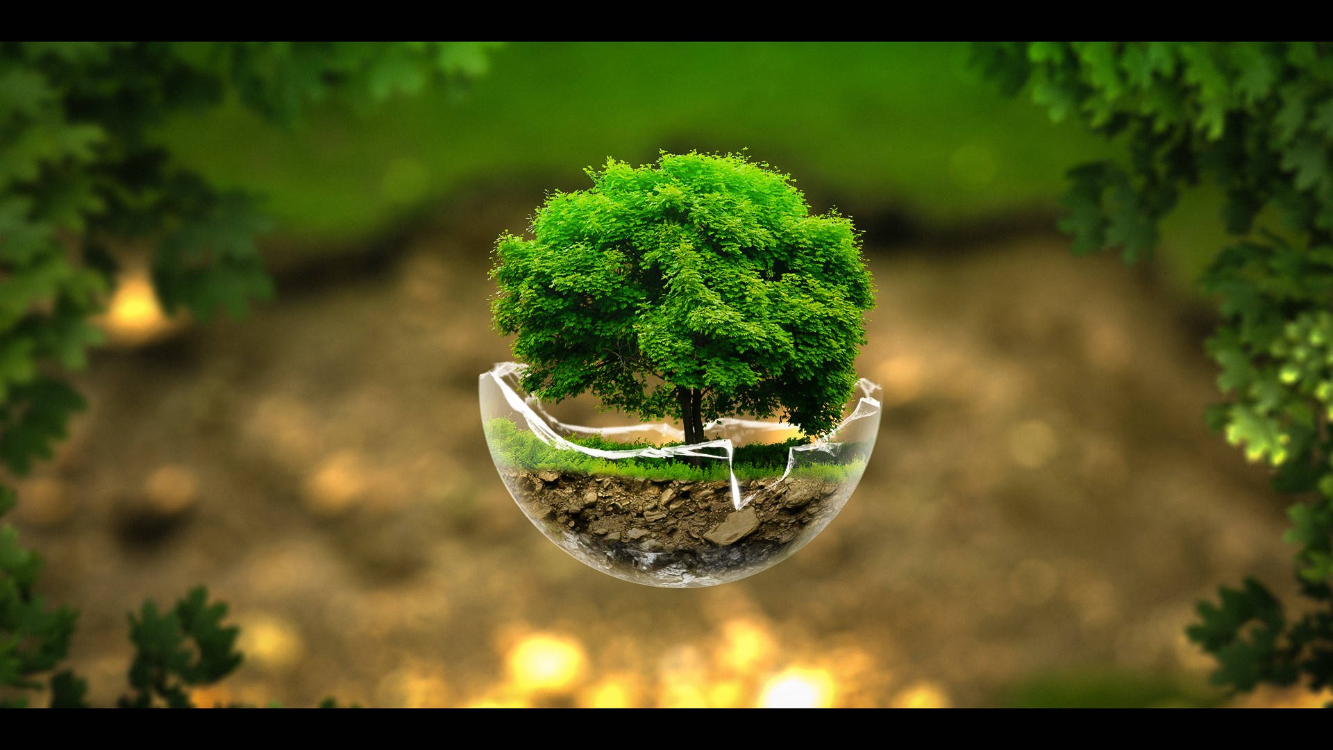 綠色 桌布 壁紙 — 一棵茂盛的綠色樹木生長在懸浮於模糊自然環境中的透明玻璃穹頂內。