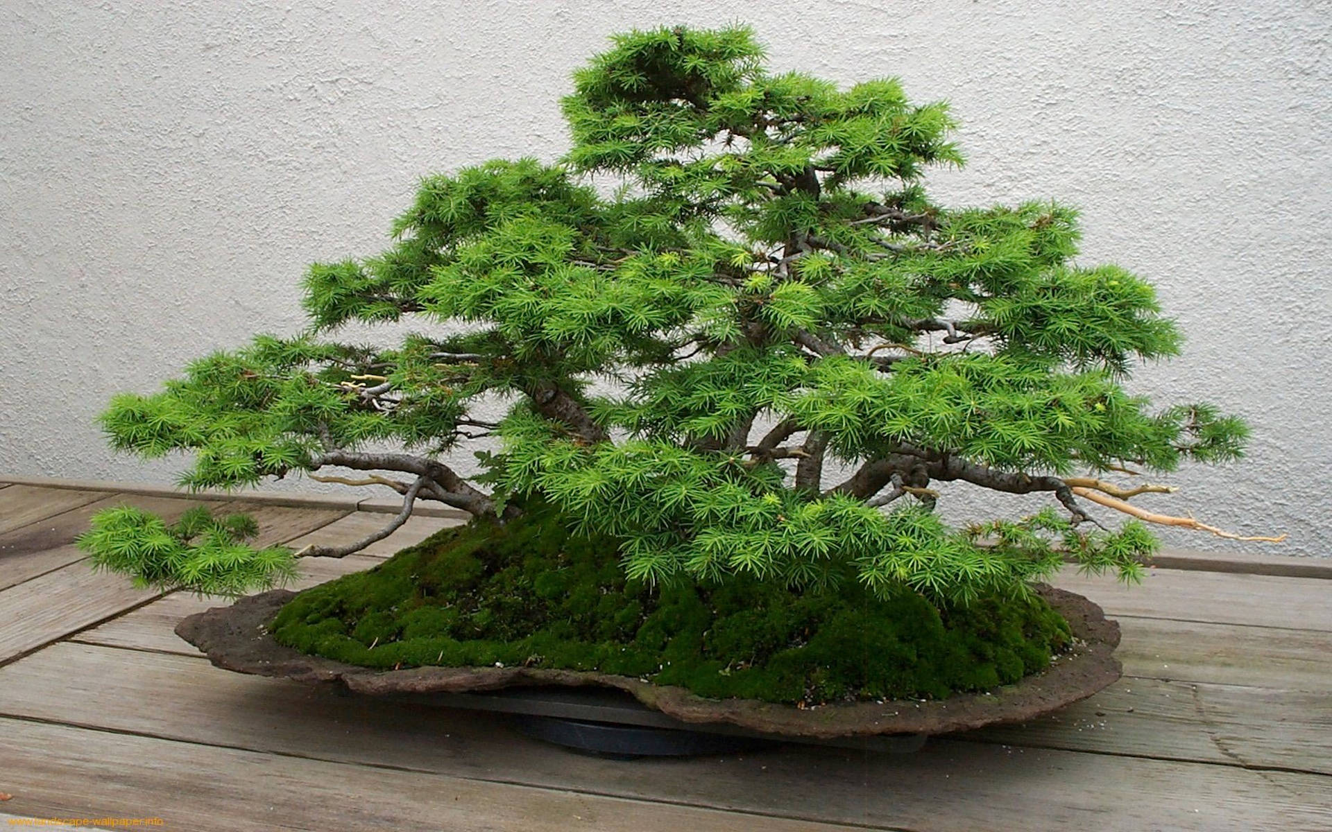 Plant 桌布 壁紙 — 一棵茂盛的綠色盆景樹，帶有複雜的枝條和苔蘚，放在一個質樸的花盆裡，位於木質甲板上，背景是帶紋理的白色牆壁。