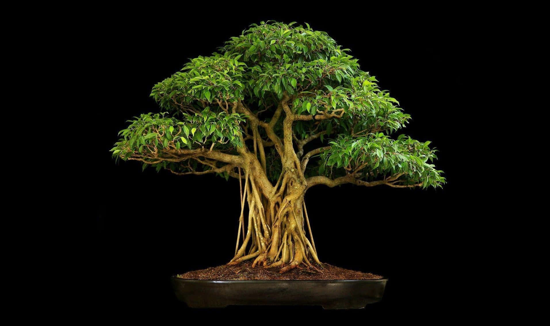 Bonsai Tree 桌布 壁紙 — 一棵茂盛的綠色盆景樹，根系複雜，葉子茂密，立在純黑色背景的深色花盆中。