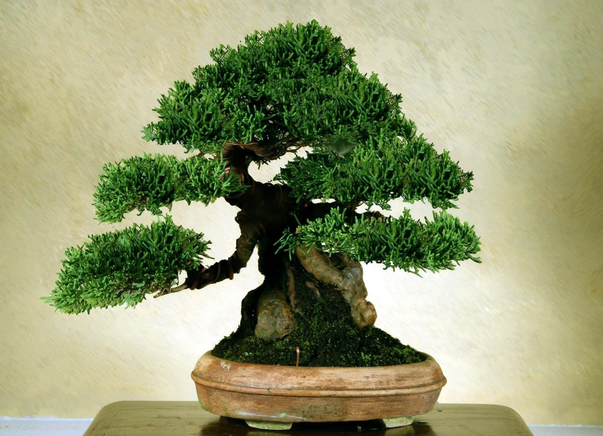 Bonsai Tree 桌布 壁紙 — 一棵茂盛的綠色盆景樹，樹幹彎曲，放在陶盆中，置於木桌上，背景是帶紋理的米色牆壁。