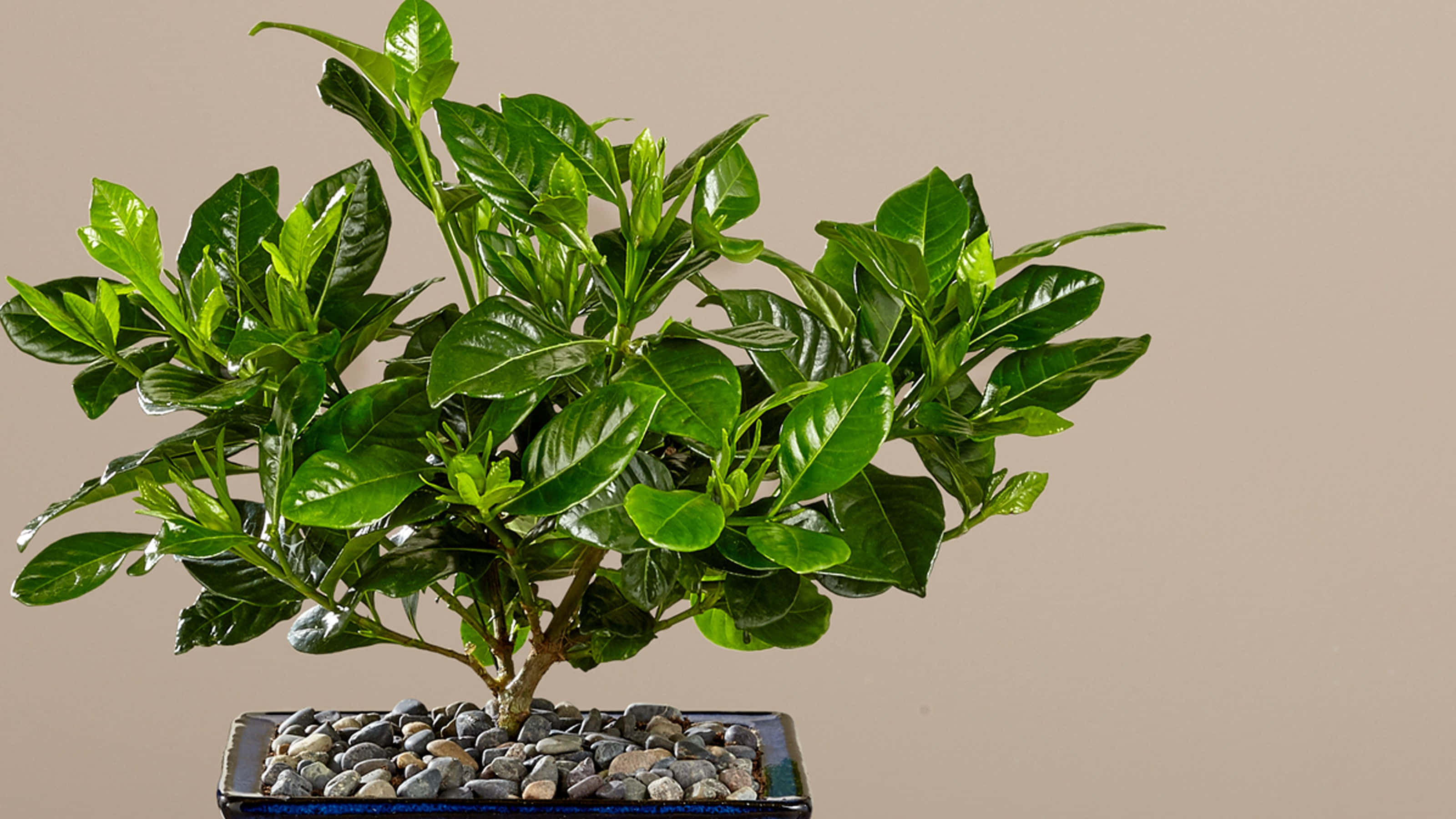 Green Plant 桌布 壁紙 — 一棵茂盛的綠色盆景樹，葉子油亮，種在一個長方形花盆裡，盆內鋪滿光滑的灰色鵝卵石，背景是中性米色。