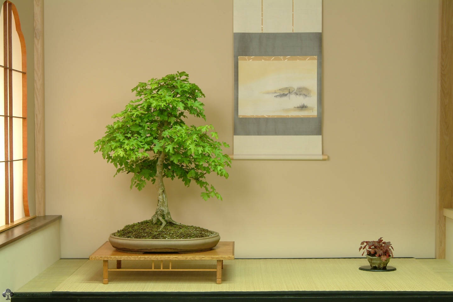 Plant 桌布 壁紙 — 一棵茂盛的綠色盆景樹放在一個木製架上，位於一個鋪有榻榻米和障子屏風窗的寧靜日式房間內。