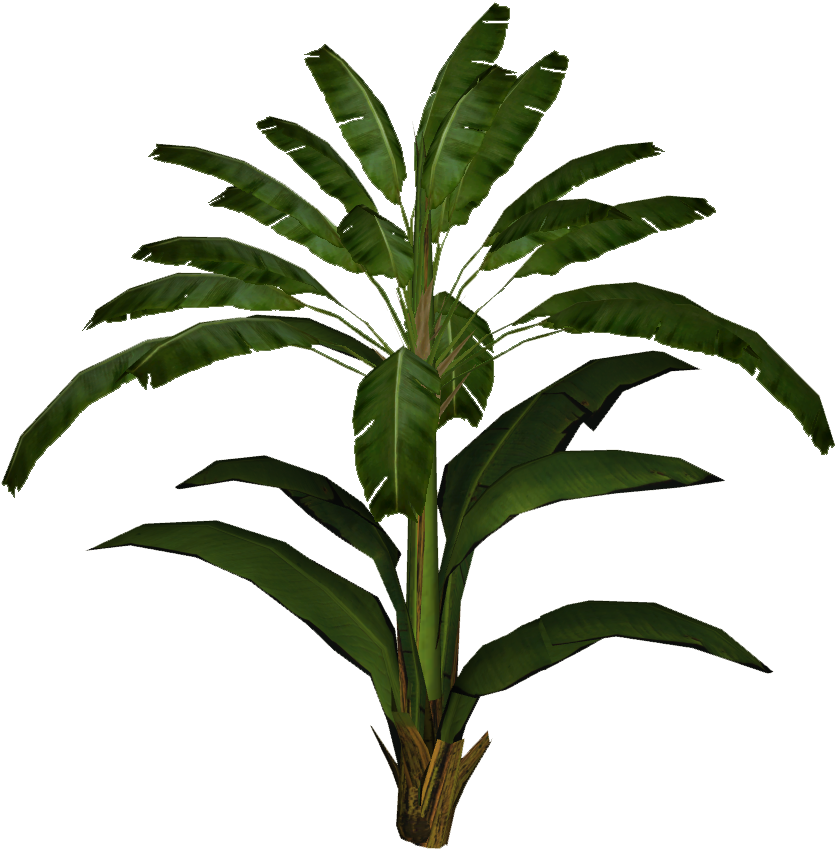 香蕉葉 桌布 壁紙 — 一棵茂盛的綠色香蕉植物，葉子寬闊，孤立在純黑色背景上。