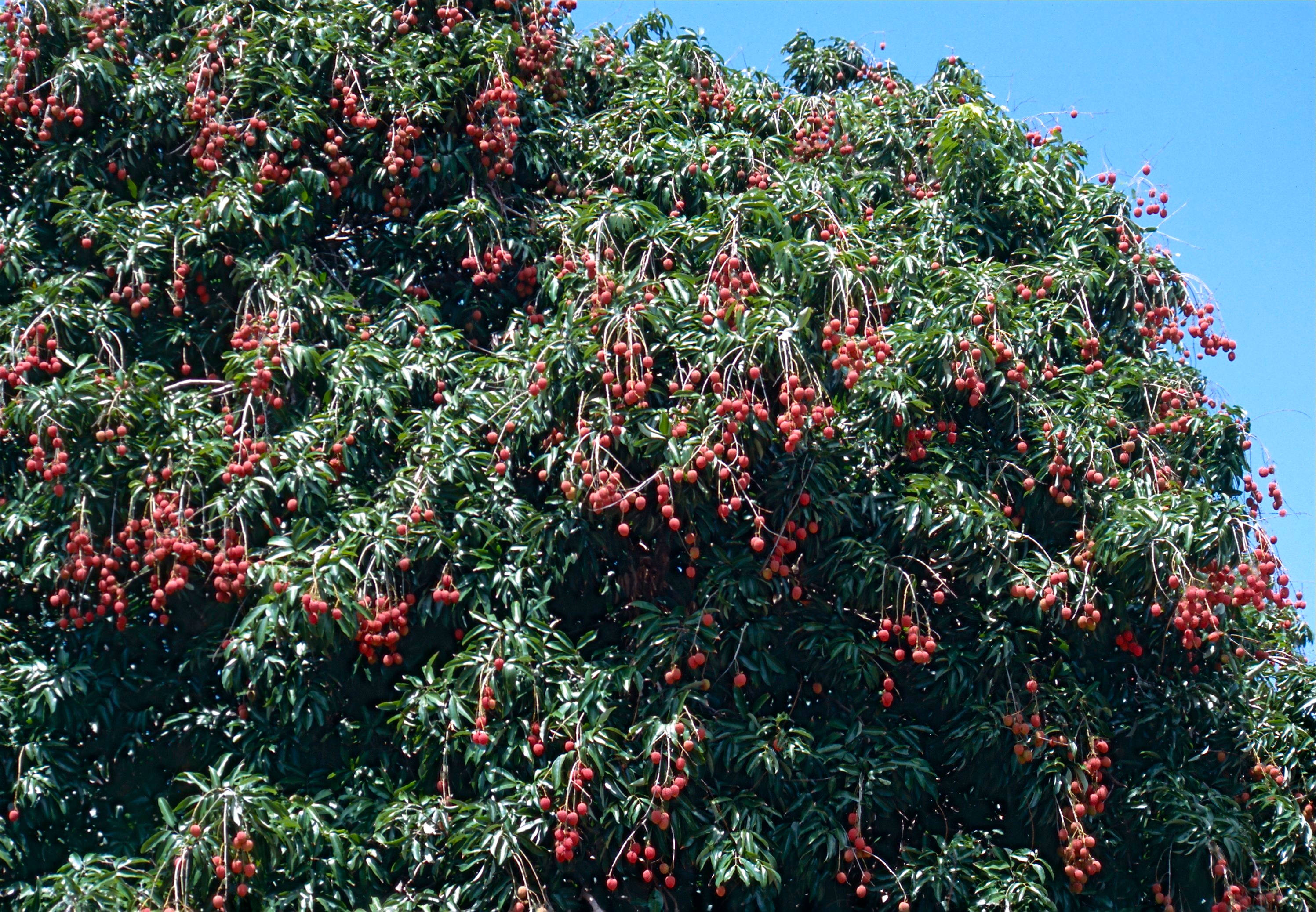 Litchi 桌布 壁紙 — 一棵茂盛的荔枝樹，掛滿了一串串鮮紅色的果實，襯托著清澈的藍天。