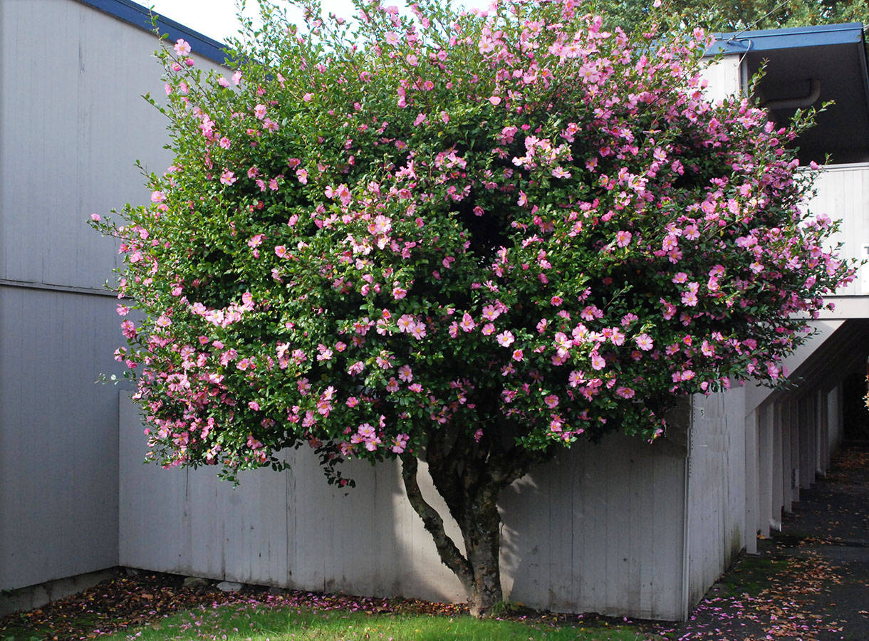 Camellia Sasanqua 桌布 壁紙 — 一棵茂盛開花的樹，帶有粉紅色花朵和綠色葉子，矗立在一棟淺灰色建築物旁，建築物有藍色屋頂。