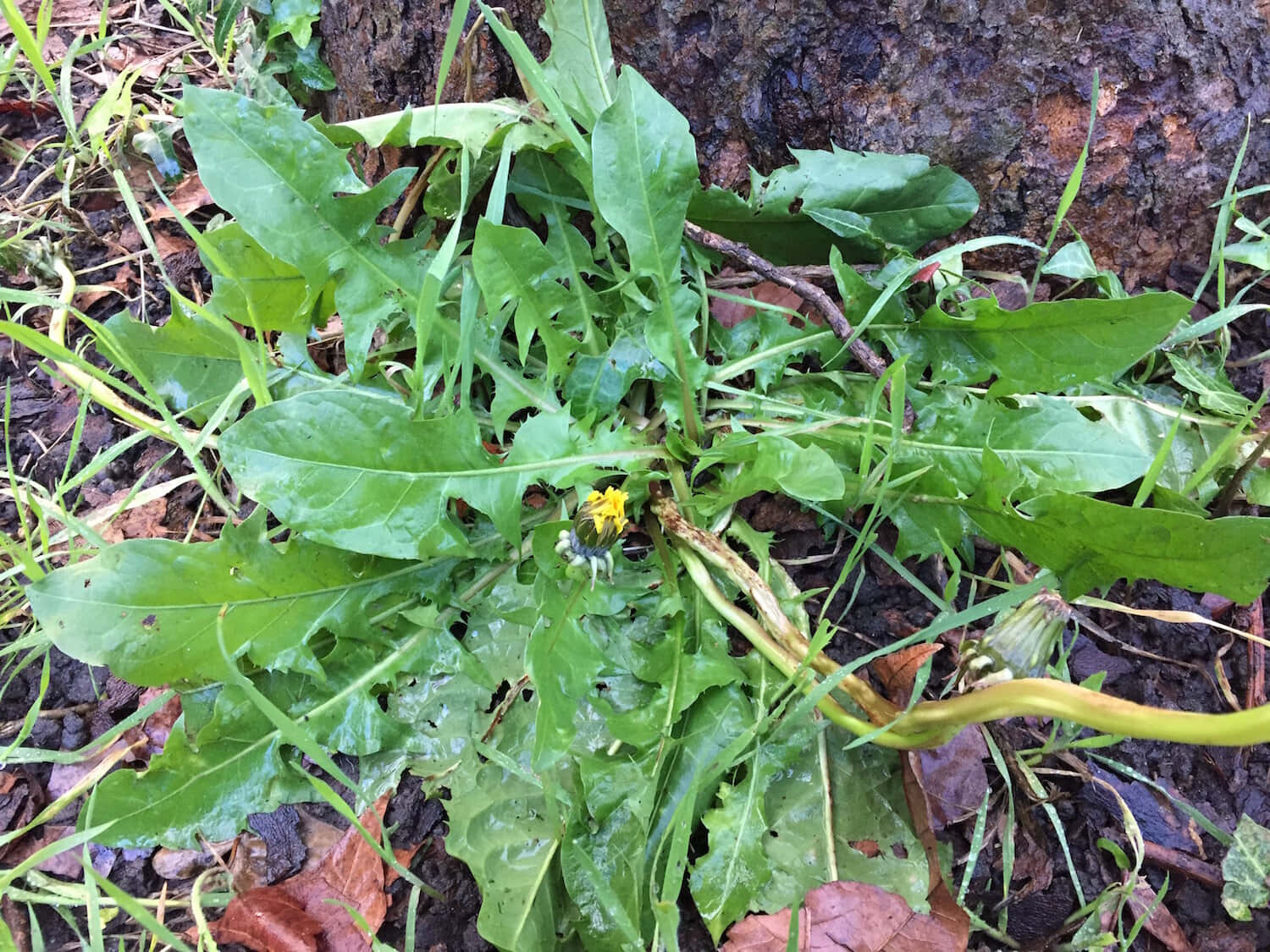 Wild Lettuce 桌布 壁紙 — 一棵蒲公英植物的特寫，有充滿活力的綠葉和一朵黃色花朵在樹幹附近盛開。