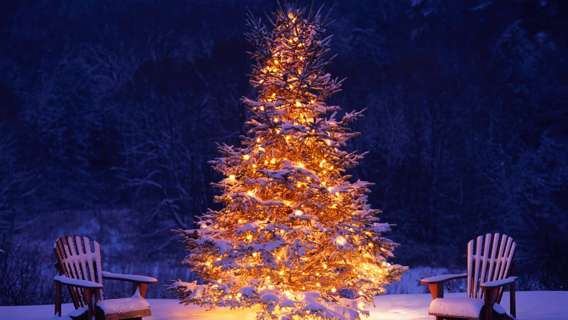 Winter Christmas Desktop 桌布 壁紙 — 一棵被雪覆蓋的常綠樹在寧靜的冬夜森林中，被兩張木椅夾在中間，用串燈溫暖地發光。