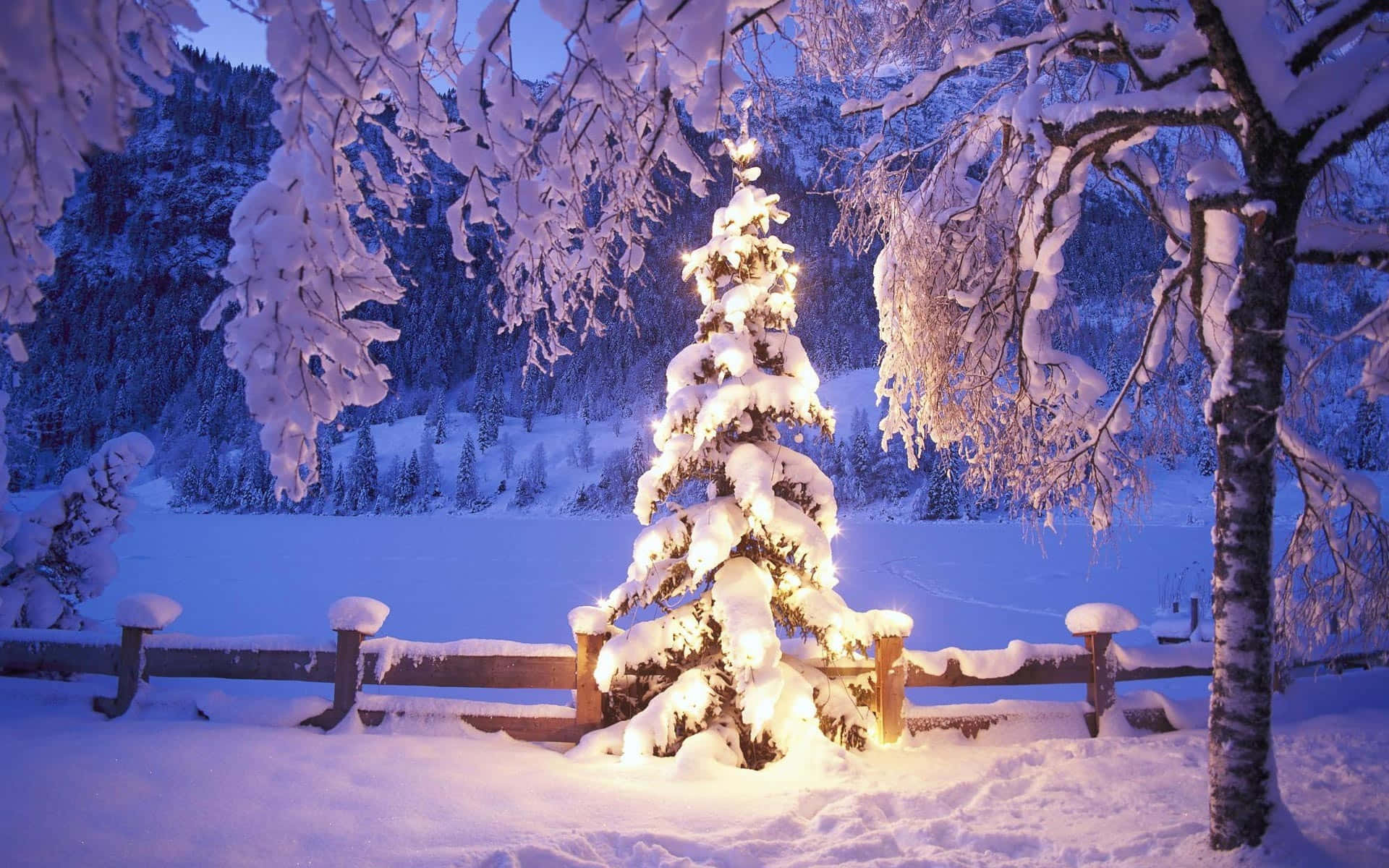 聖誕樹動畫 桌布 壁紙 — 一棵被雪覆蓋的常綠樹在暮色冬林中溫暖地發光，周圍有結霜的樹枝和木柵欄。