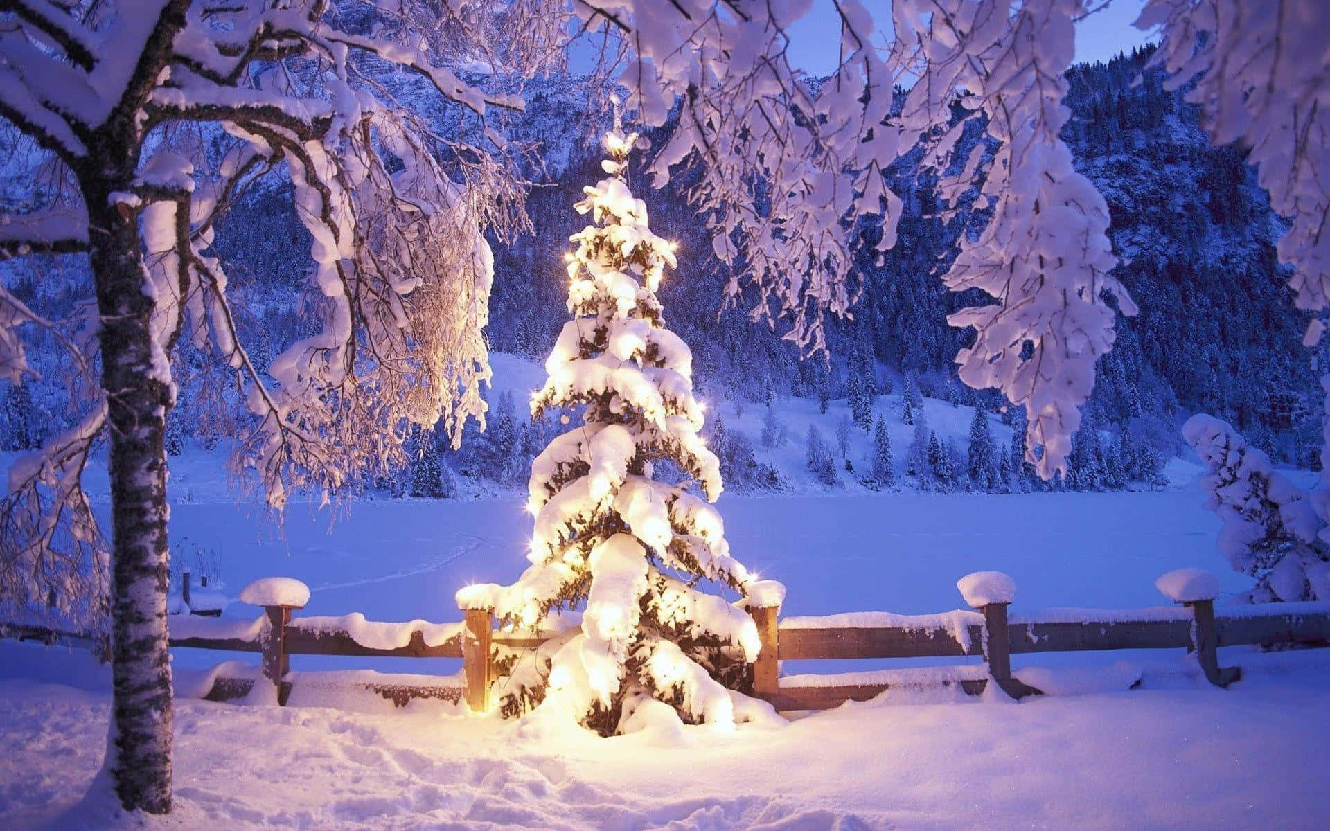 白色 桌布 壁紙 — 一棵被雪覆蓋的常綠樹在暮色冬林中溫暖地發光，周圍有結霜的樹枝和木柵欄。