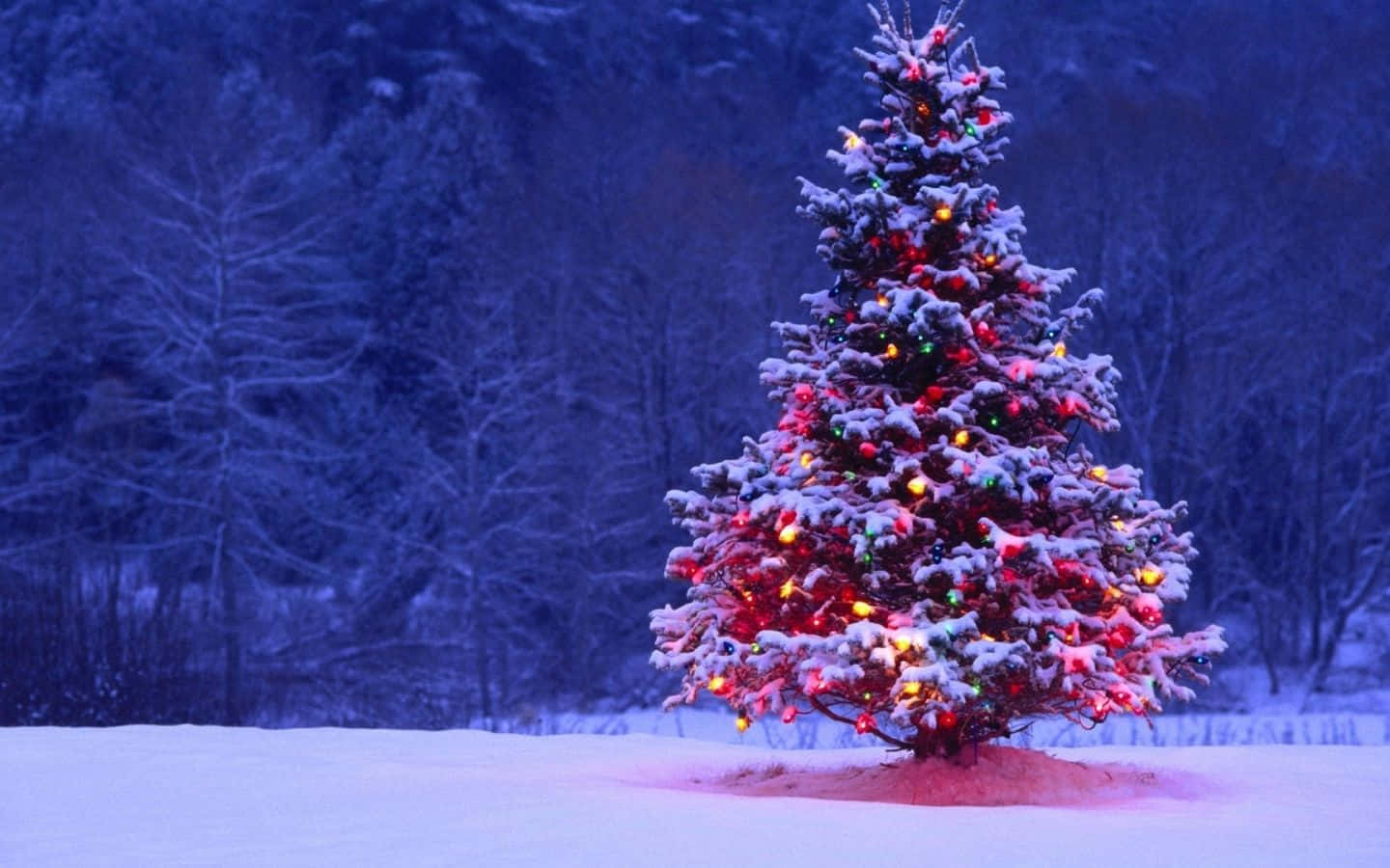 Cool Christmas 桌布 壁紙 — 一棵被雪覆蓋的常綠樹在深藍色的冬日森林黃昏中閃爍著五彩燈光。