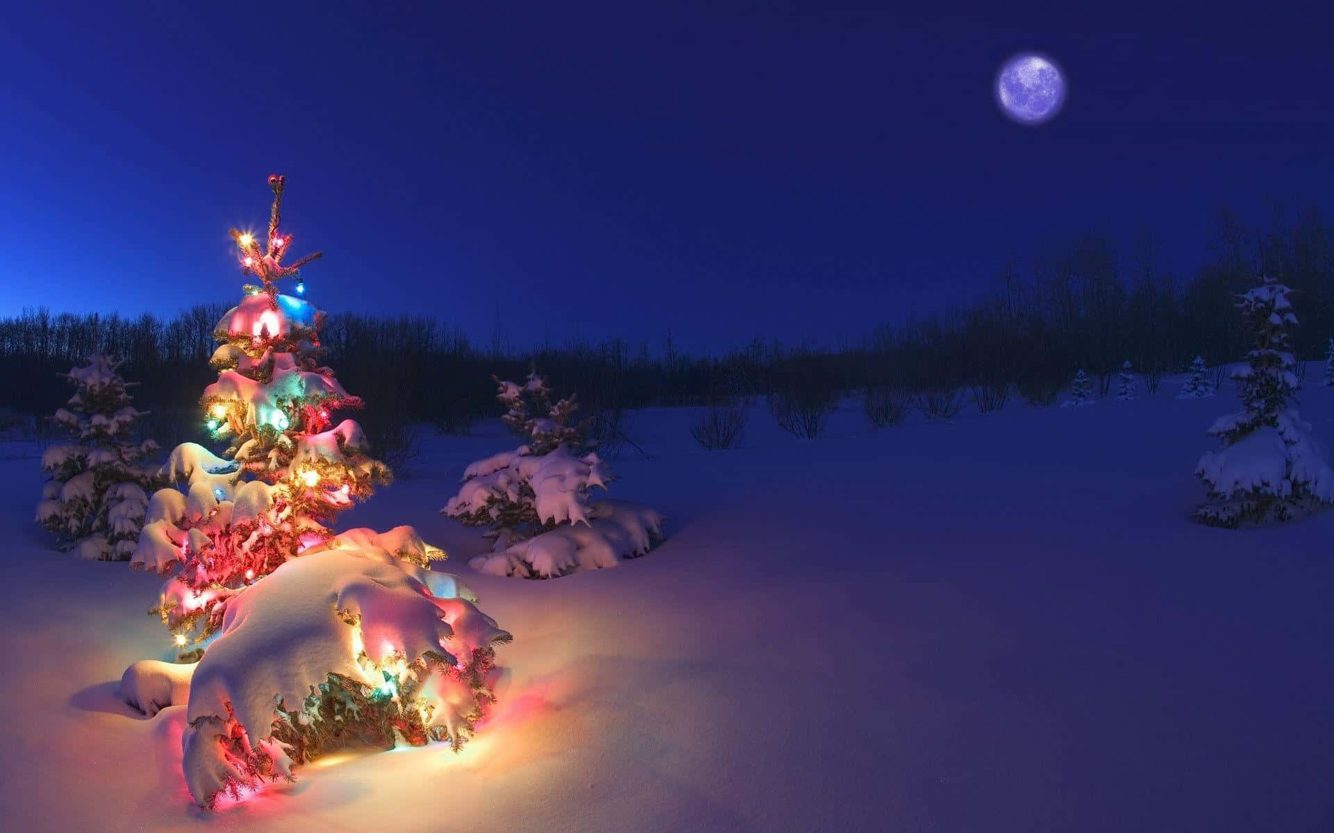 Christmas Snow 桌布 壁紙 — 一棵被雪覆蓋的常綠樹在滿月下閃爍著五彩燈光，位於寧靜的冬夜森林中。