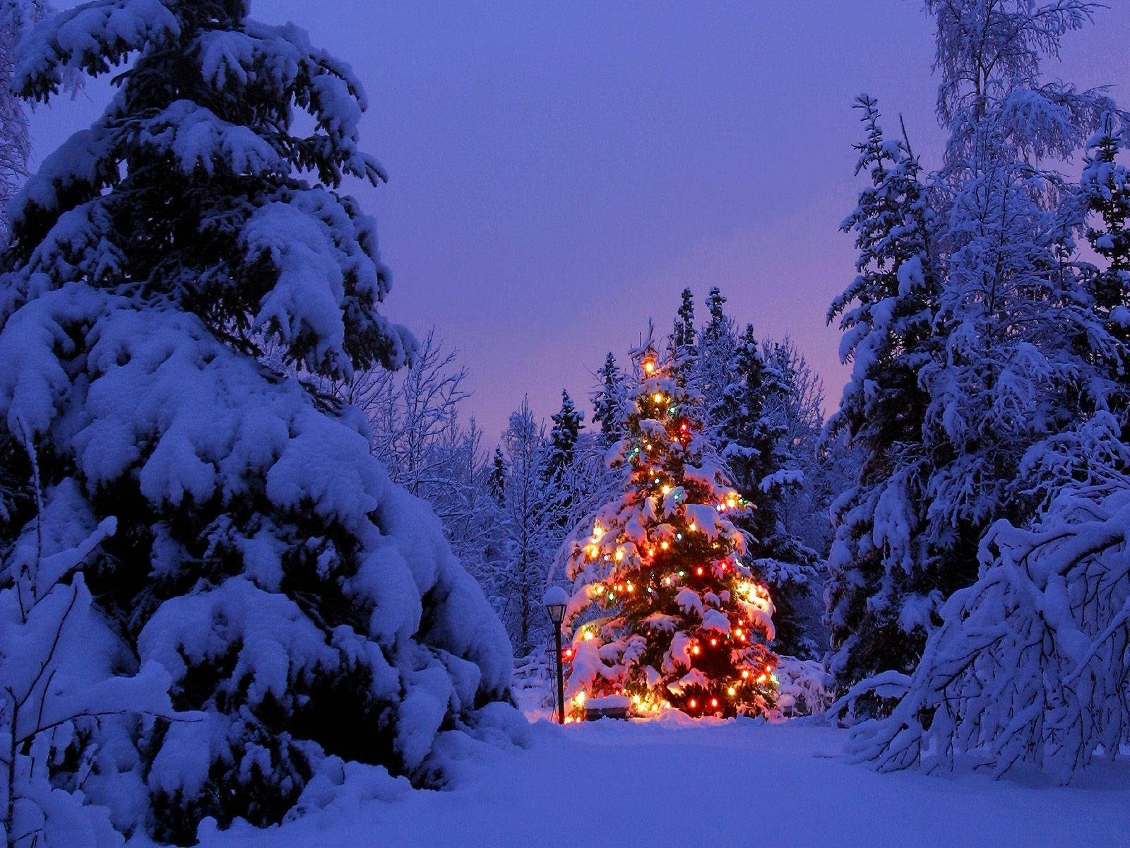 Christmas Forest 桌布 壁紙 — 一棵被雪覆蓋的常青樹，在暮色天空的映襯下，被雪松環繞，溫暖地閃爍著燈串。
