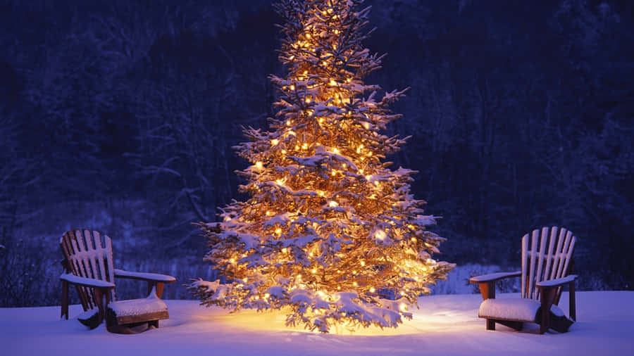 Aesthetic Christmas Tree 桌布 壁紙 — 一棵被雪覆蓋的常青樹，散發著溫暖的光芒，佇立在兩張木椅之間，構成寧靜的冬夜場景。