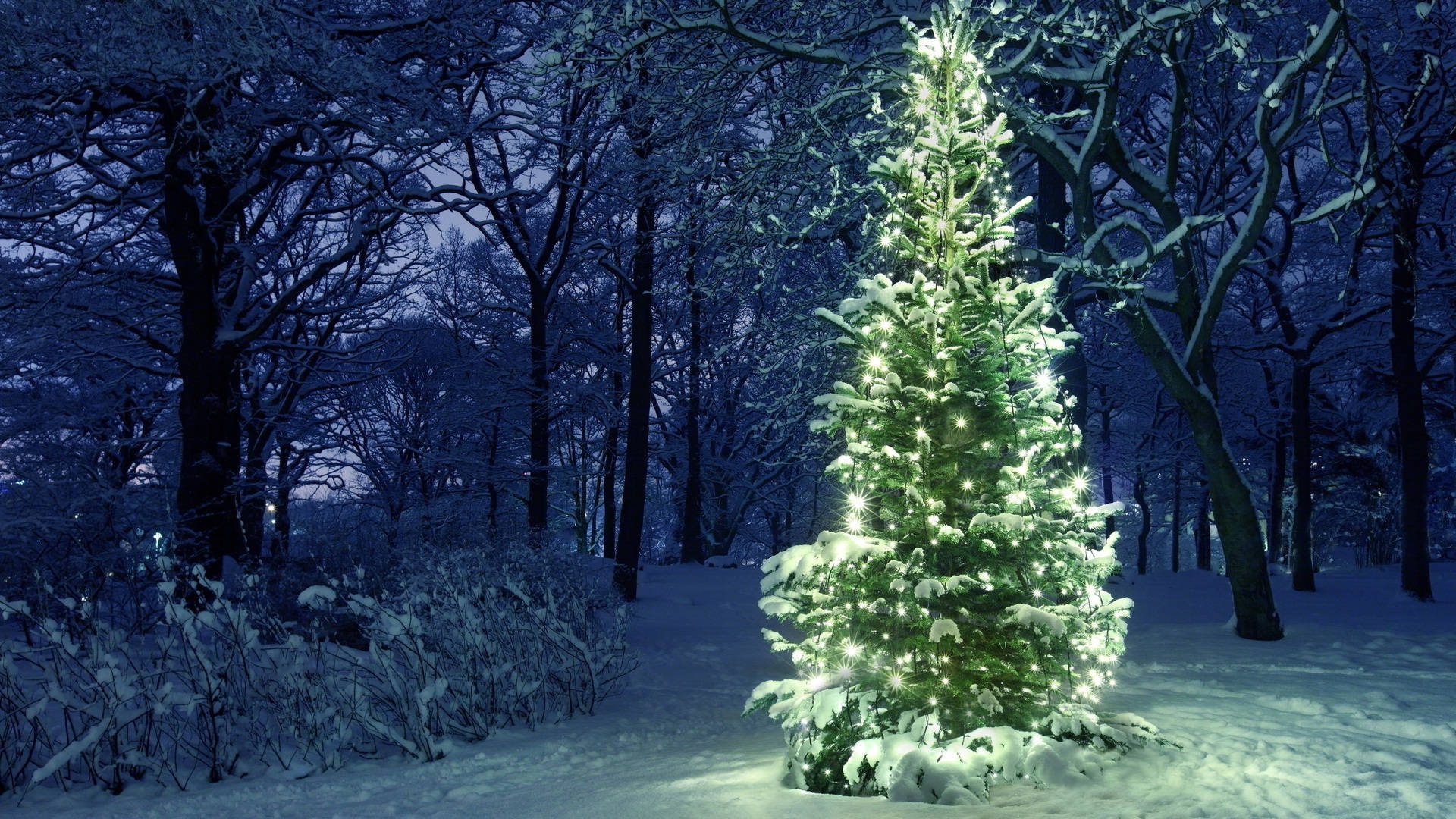 Christmas Forest 桌布 壁紙 — 一棵被雪覆蓋的常青樹在寧靜的冬夜森林中閃爍著溫暖的光芒。