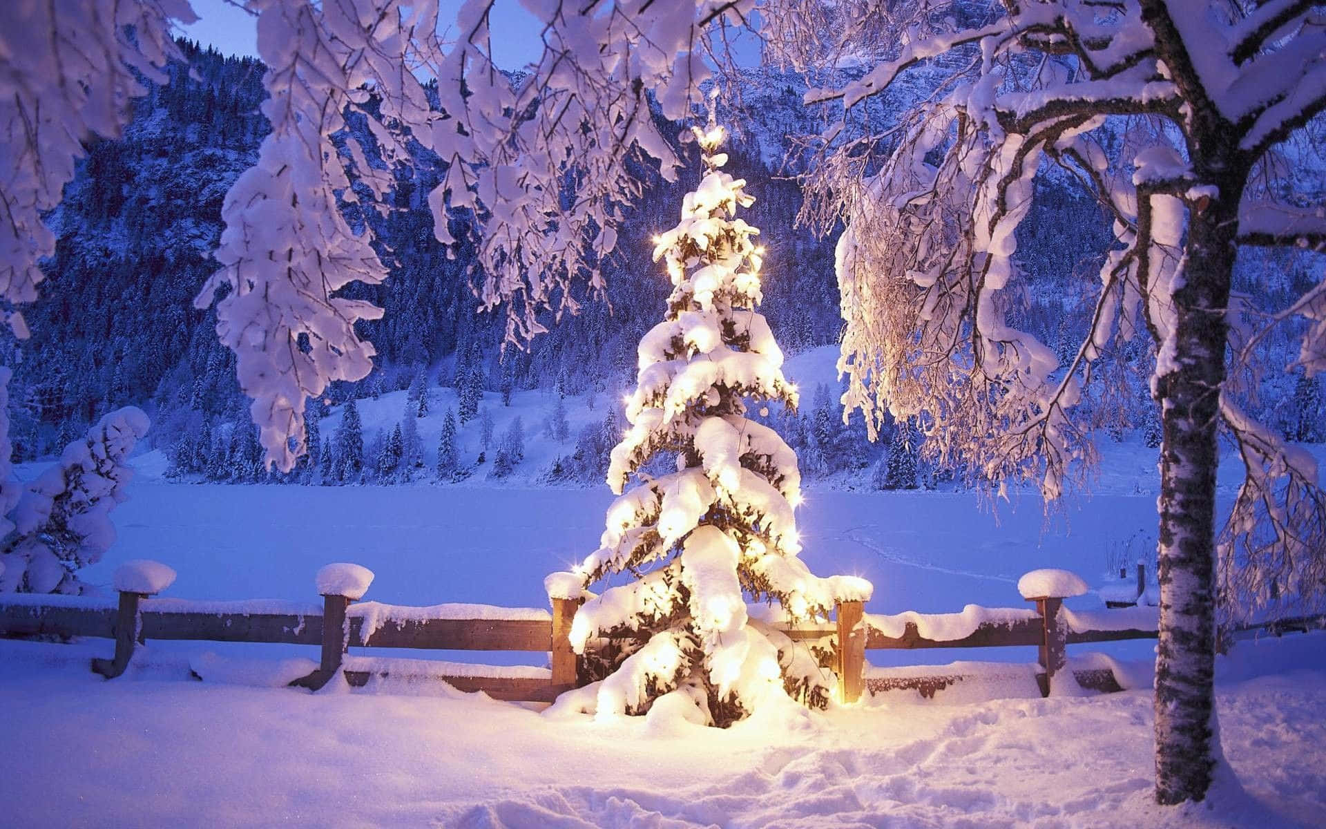 冬季聖誕 桌布 壁紙 — 一棵被雪覆蓋的常青樹在暮色冬季森林背景下，用串燈溫暖地發光。