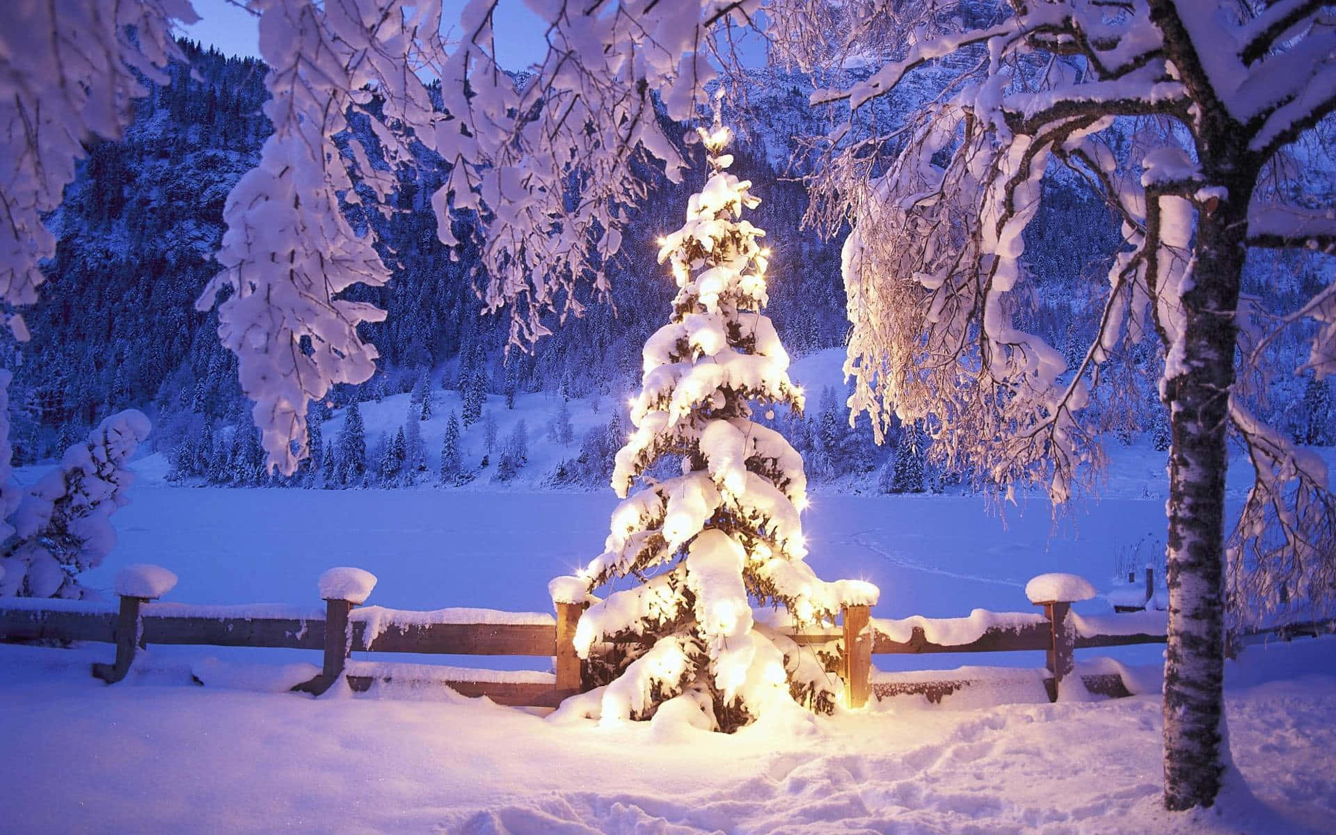Christmas Eve 桌布 壁紙 — 一棵被雪覆蓋的常青樹在暮色冬日的森林中溫暖地發光，周圍是結霜的樹枝和木柵欄。