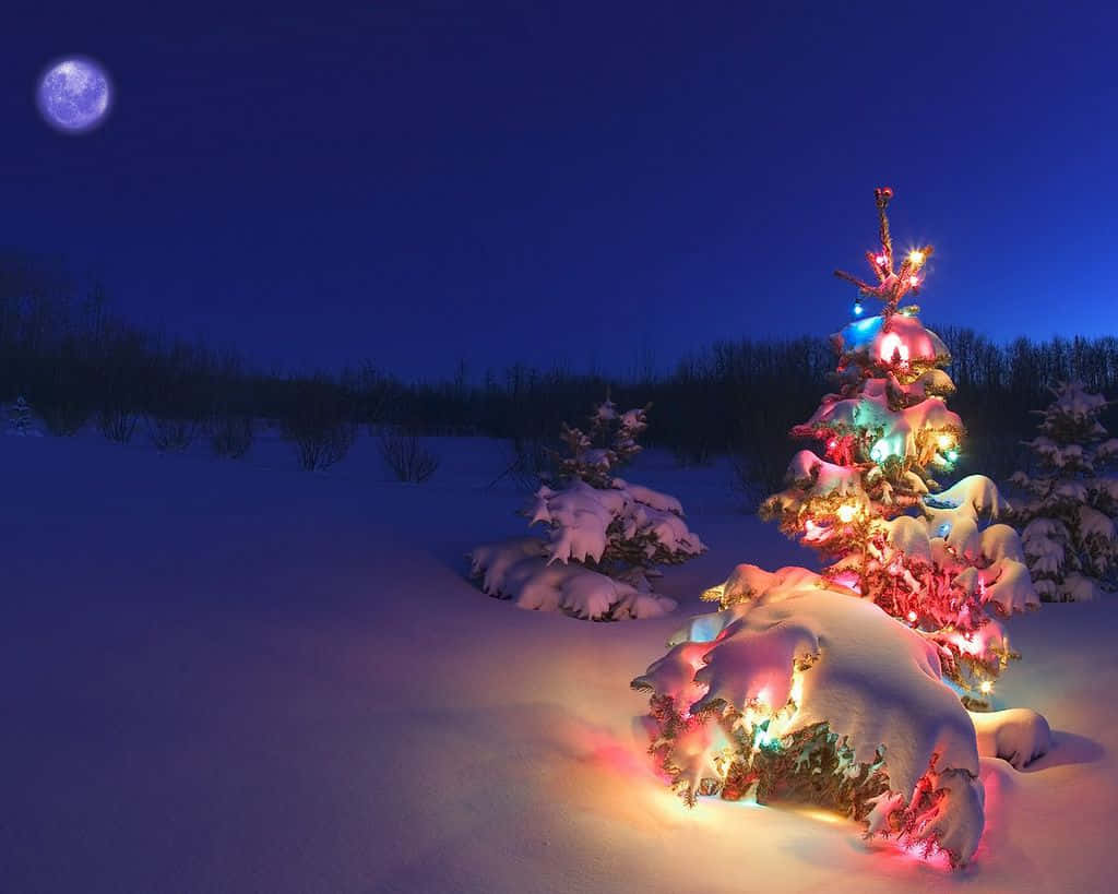 Christmas Snow 桌布 壁紙 — 一棵被雪覆蓋的常青樹在滿月下，在寧靜的冬夜景色中閃爍著五彩燈光。