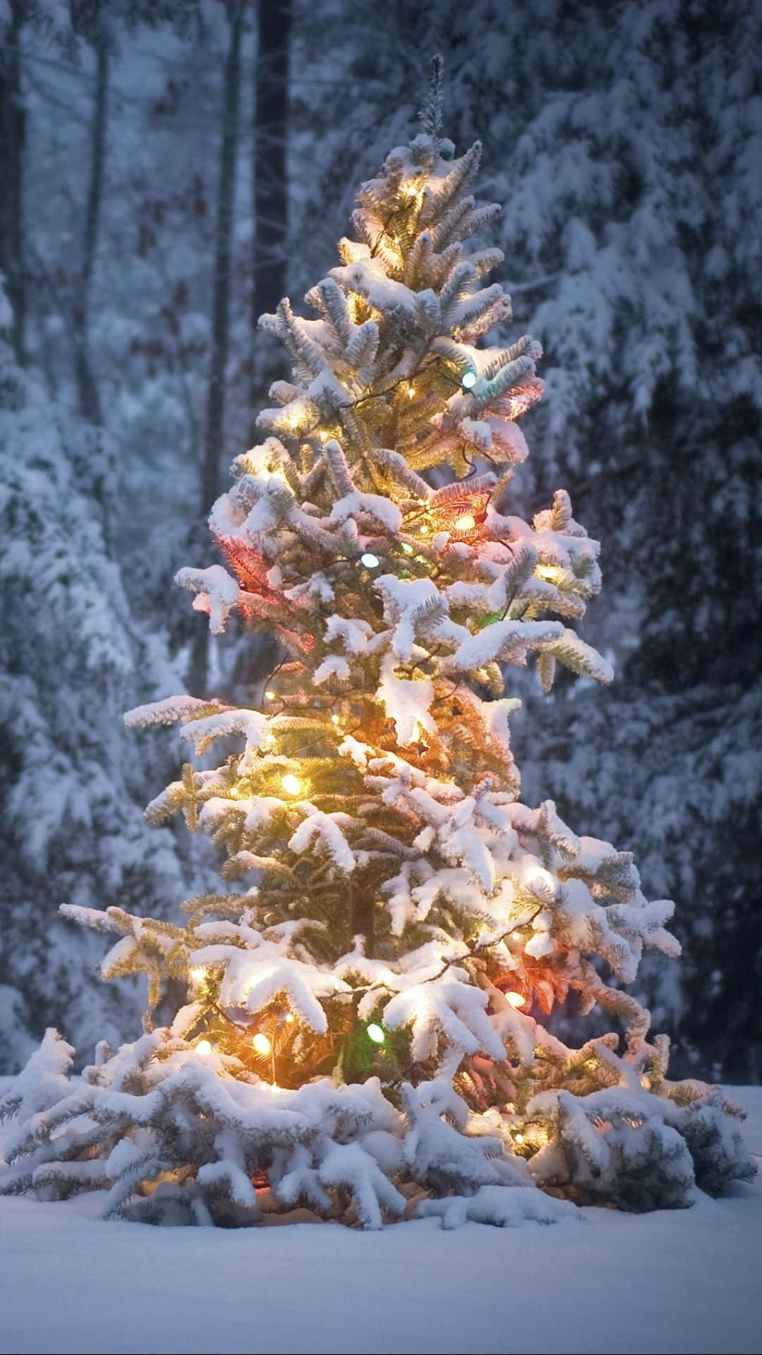Christmas Tree iPhone 桌布 壁紙 — 一棵被雪覆蓋的常青樹在黑暗的冬季森林背景下，用串燈溫暖地發光。
