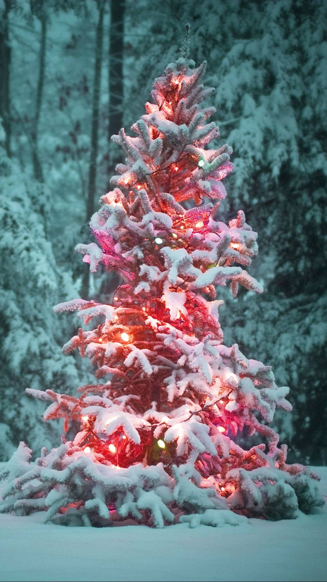 聖誕節 桌布 壁紙 — 一棵被雪覆蓋的松樹，在寒冷的冬季森林背景下，溫暖地閃爍著紅光。