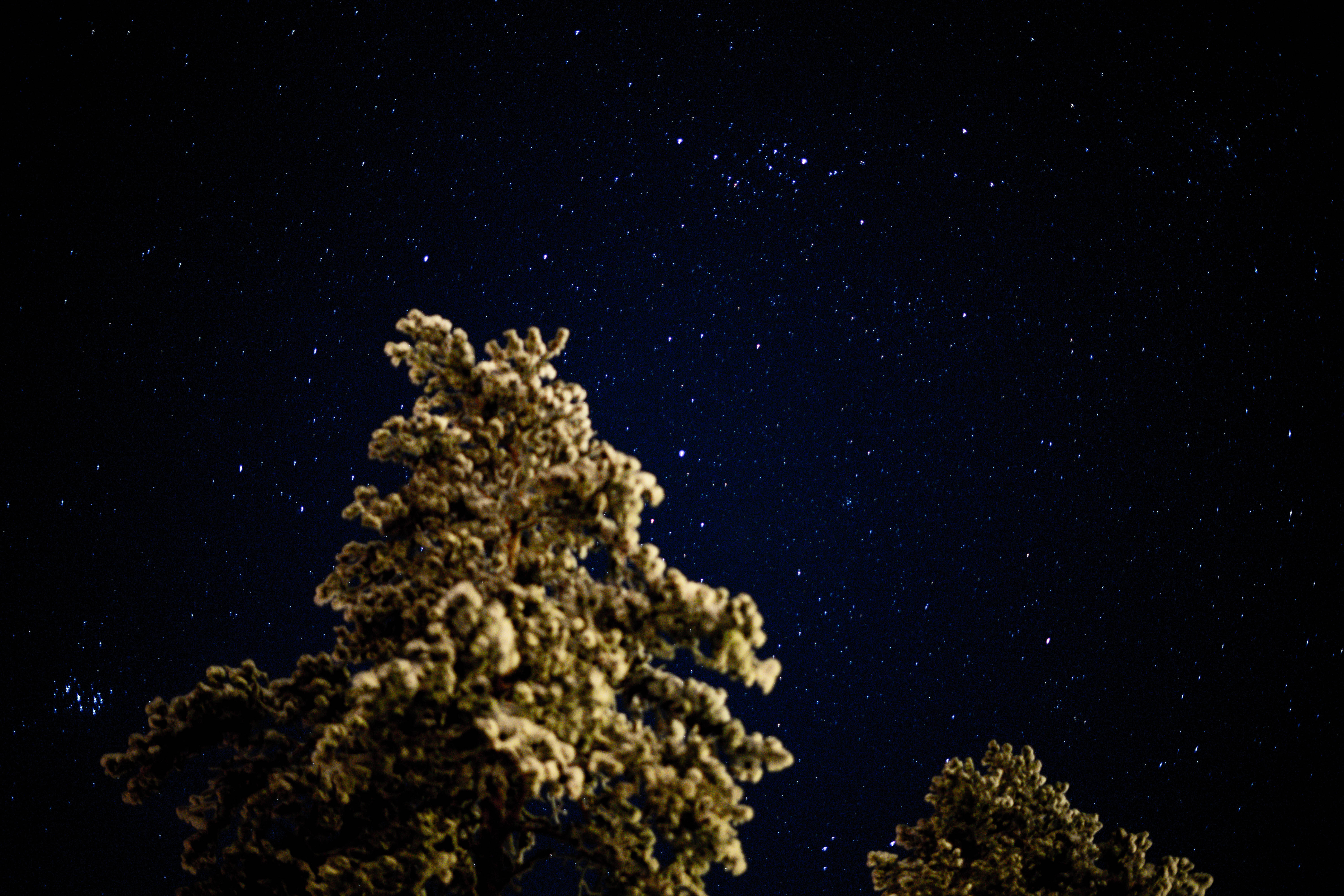 Sweden 桌布 壁紙 — 一棵被雪覆蓋的松樹在星光閃爍的夜空下形成剪影，夜空散發著宇宙的光芒。