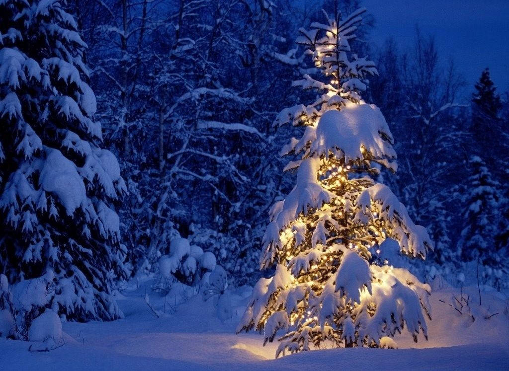 Snow Desktop 桌布 壁紙 — 一棵被雪覆蓋的松樹在深夜的深藍色冬季森林背景下，用串燈溫暖地發光。