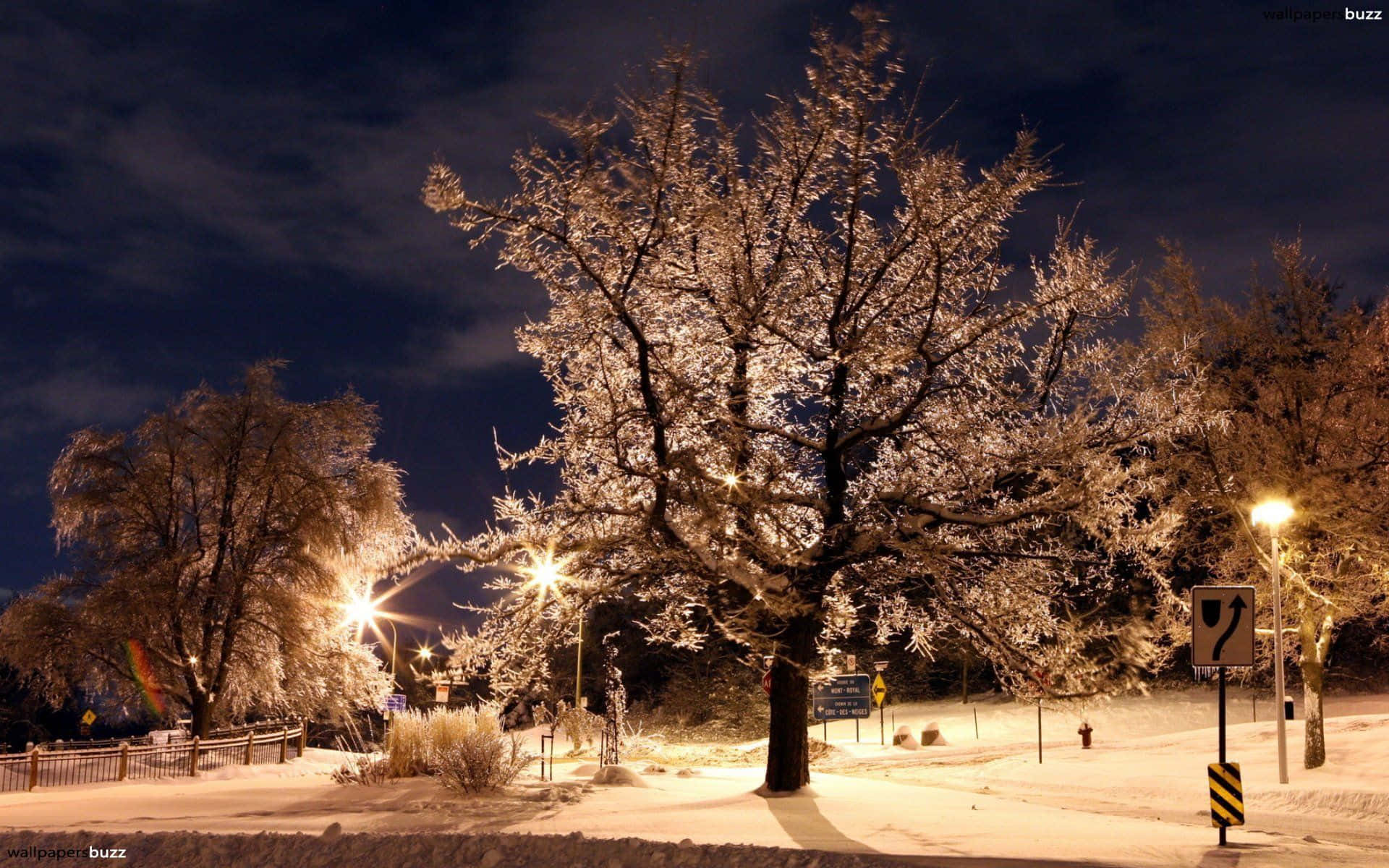 Winter Night Desktop 桌布 壁紙 — 一棵被雪覆蓋的樹在街燈下溫暖地發光，映襯著黑暗的冬夜天空。