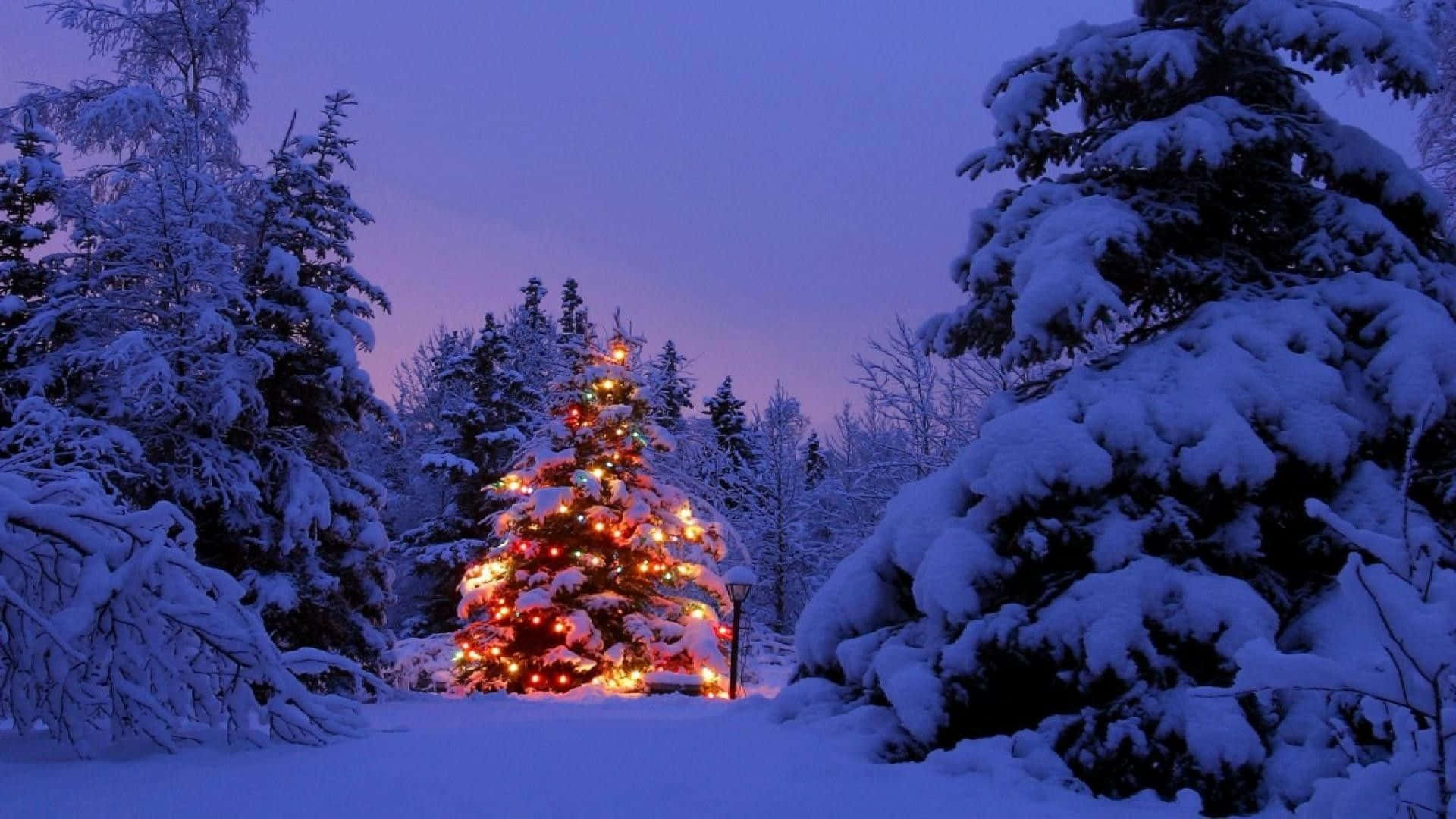 Christmas Scene 桌布 壁紙 — 一棵被雪覆蓋的聖誕樹，散發著溫暖的光芒，矗立在暮色中的雪地森林裡。