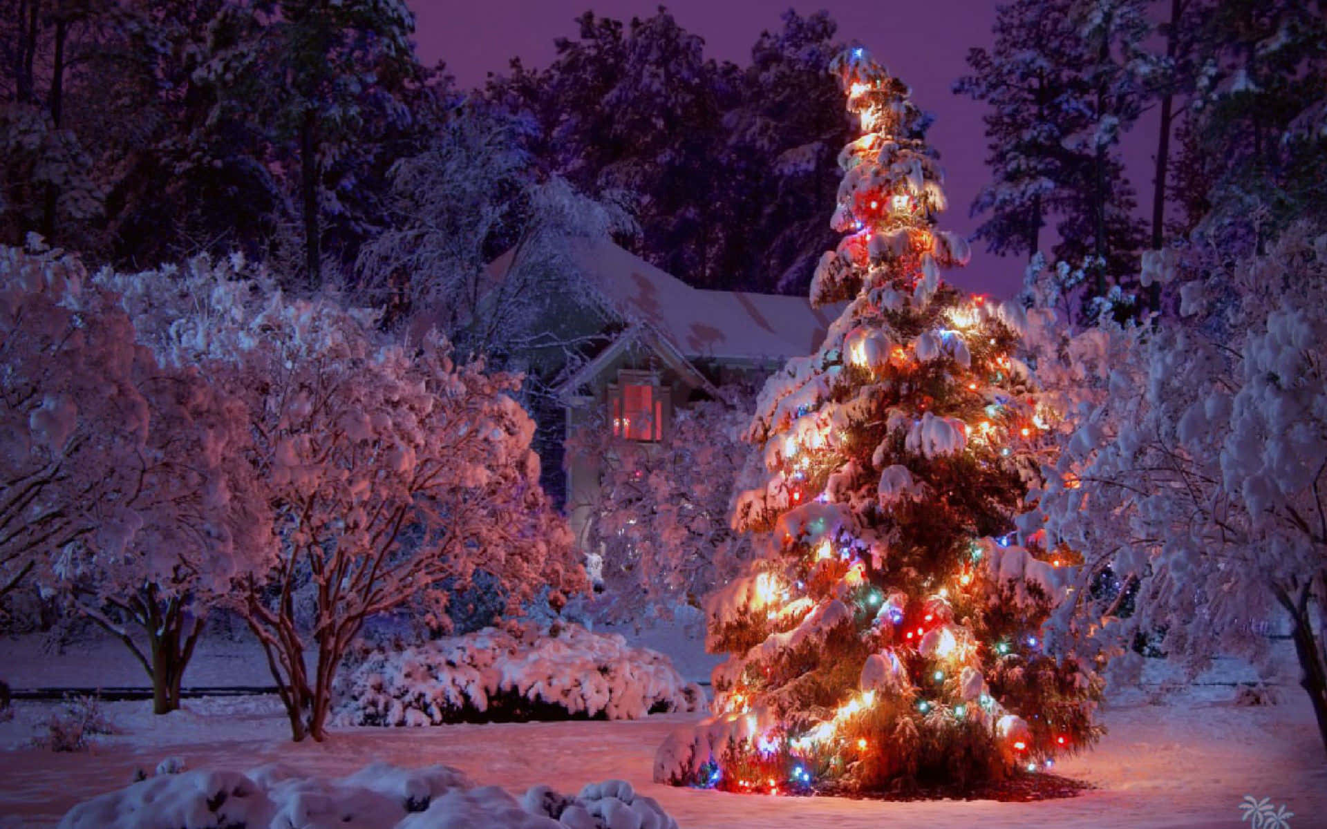  壁紙 — 一棵被雪覆蓋的聖誕樹，閃爍著五彩燈光，矗立在黃昏時分的雪地庭院中，背景是一座房子。