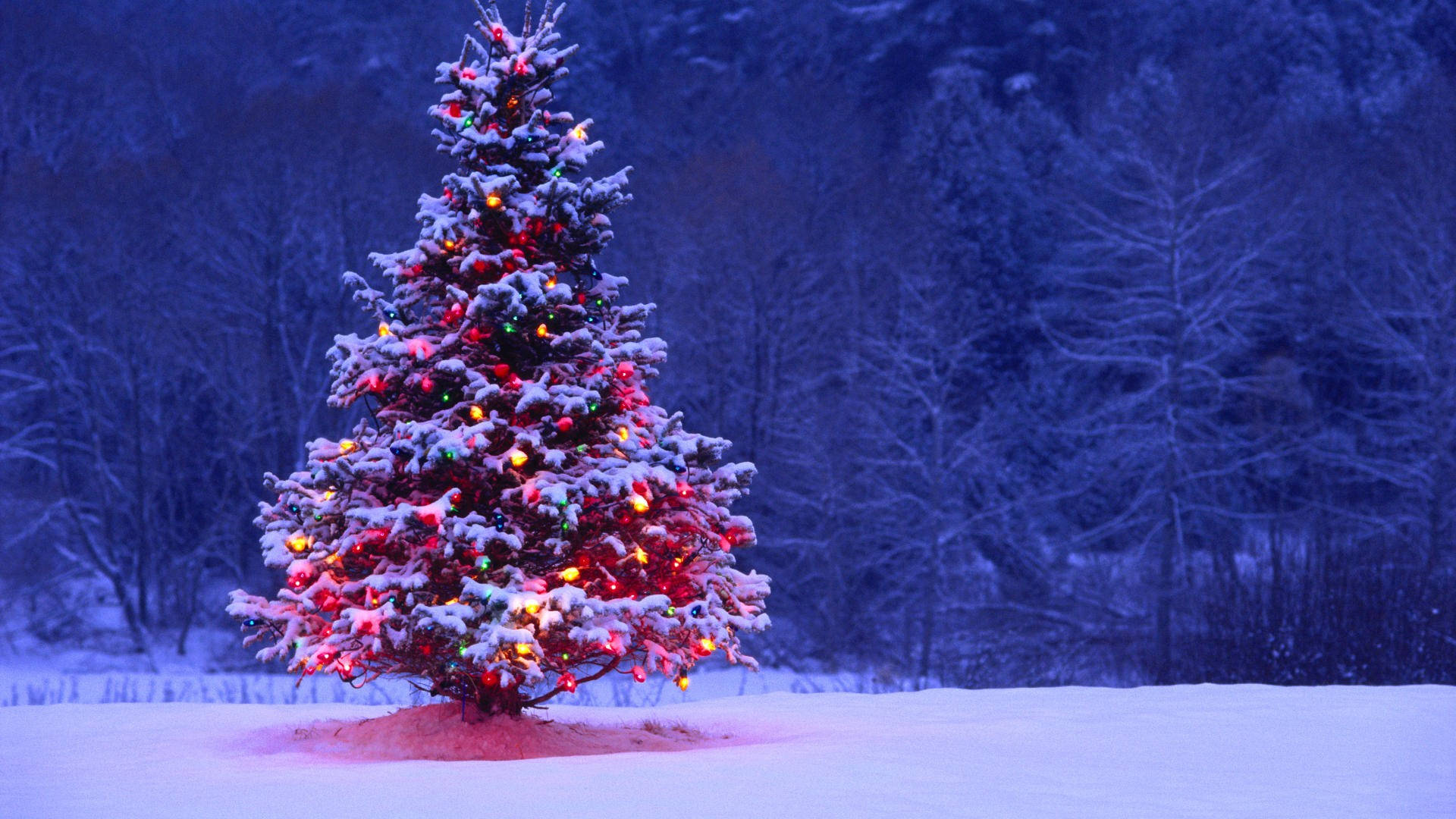 Christmas Forest 桌布 壁紙 — 一棵被雪覆蓋的聖誕樹，閃爍著五彩燈光，獨自矗立在黃昏時分寂靜的冬季森林中。