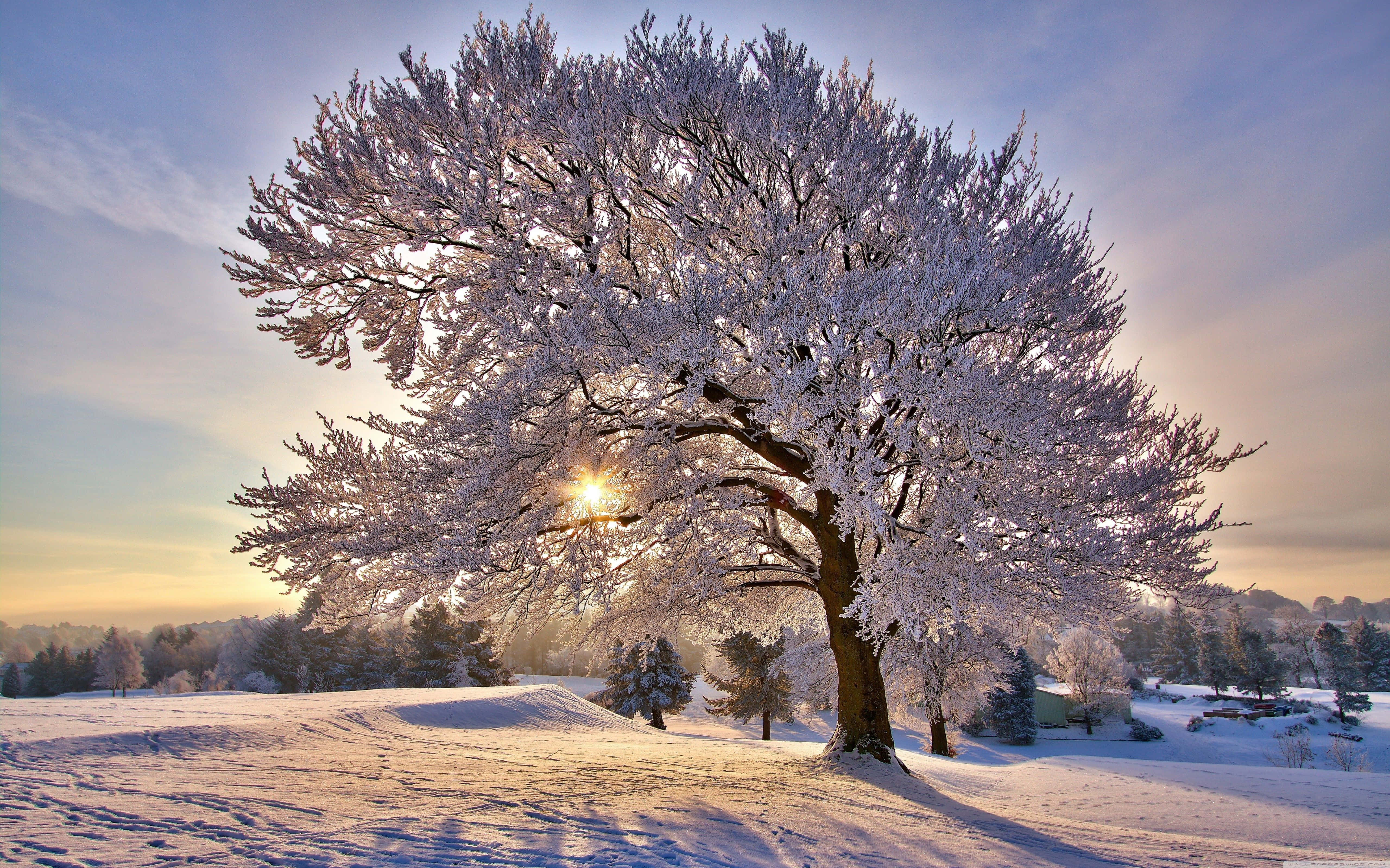 HD Winter 桌布 壁紙 — 一棵被霜覆蓋的雄偉樹木獨自矗立在雪地上，太陽從其枝條後升起，投下長長的影子。