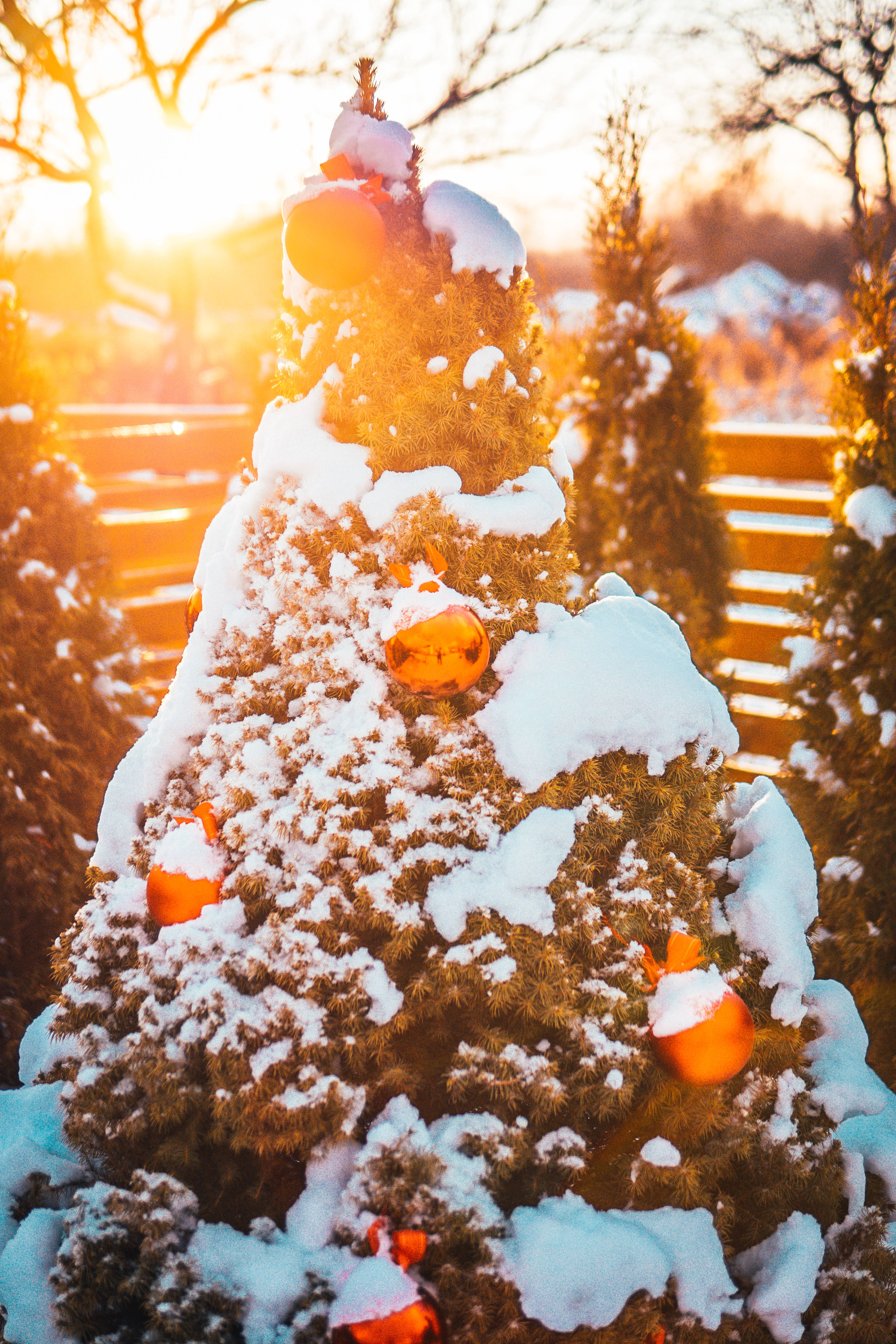 聖誕快樂 桌布 壁紙 — 一棵覆蓋著雪的常青樹，裝飾著發光的橙色飾物，沐浴在金色的夕陽下。